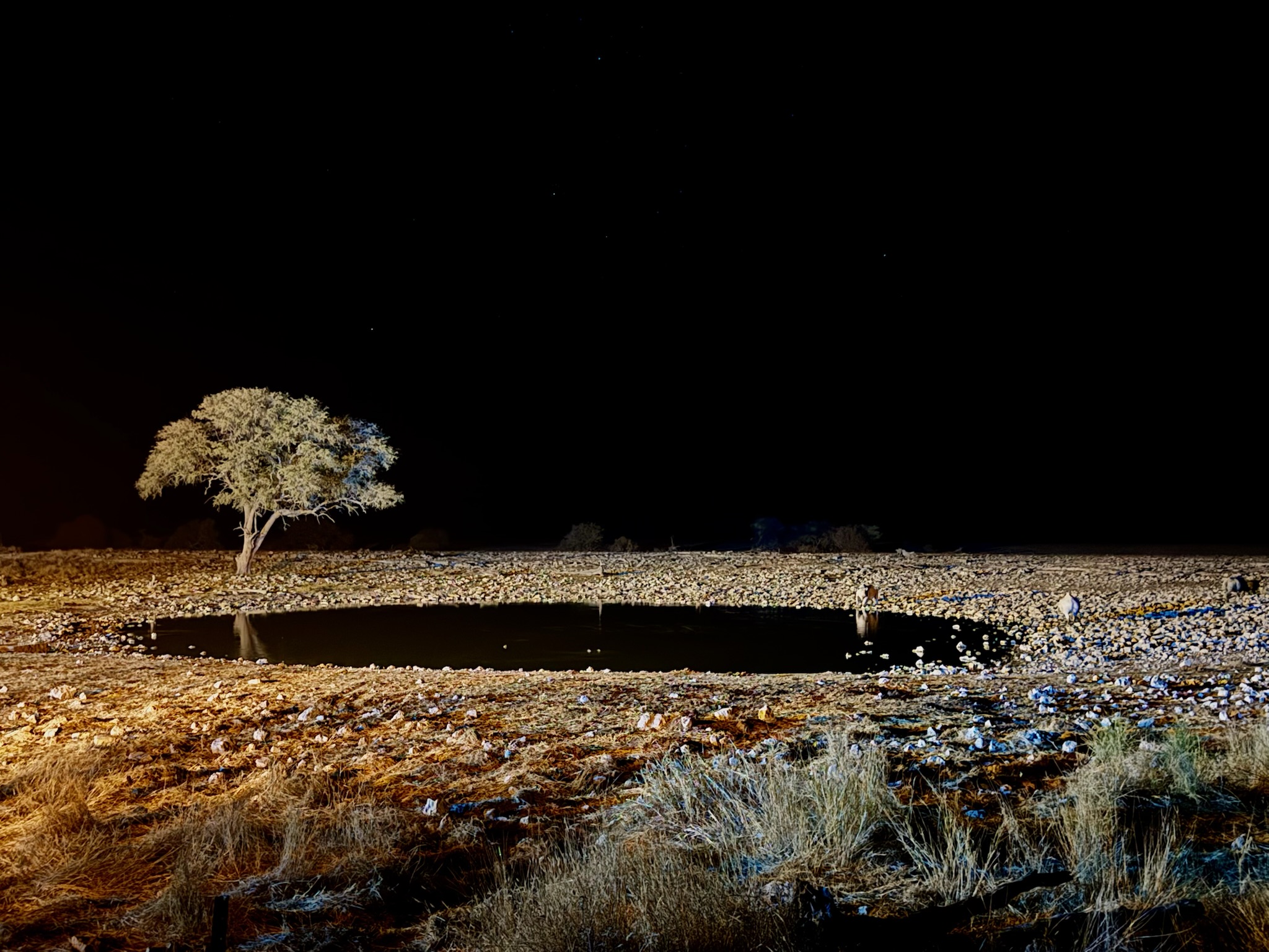 Etosha — Okaukuejo Safari 9
