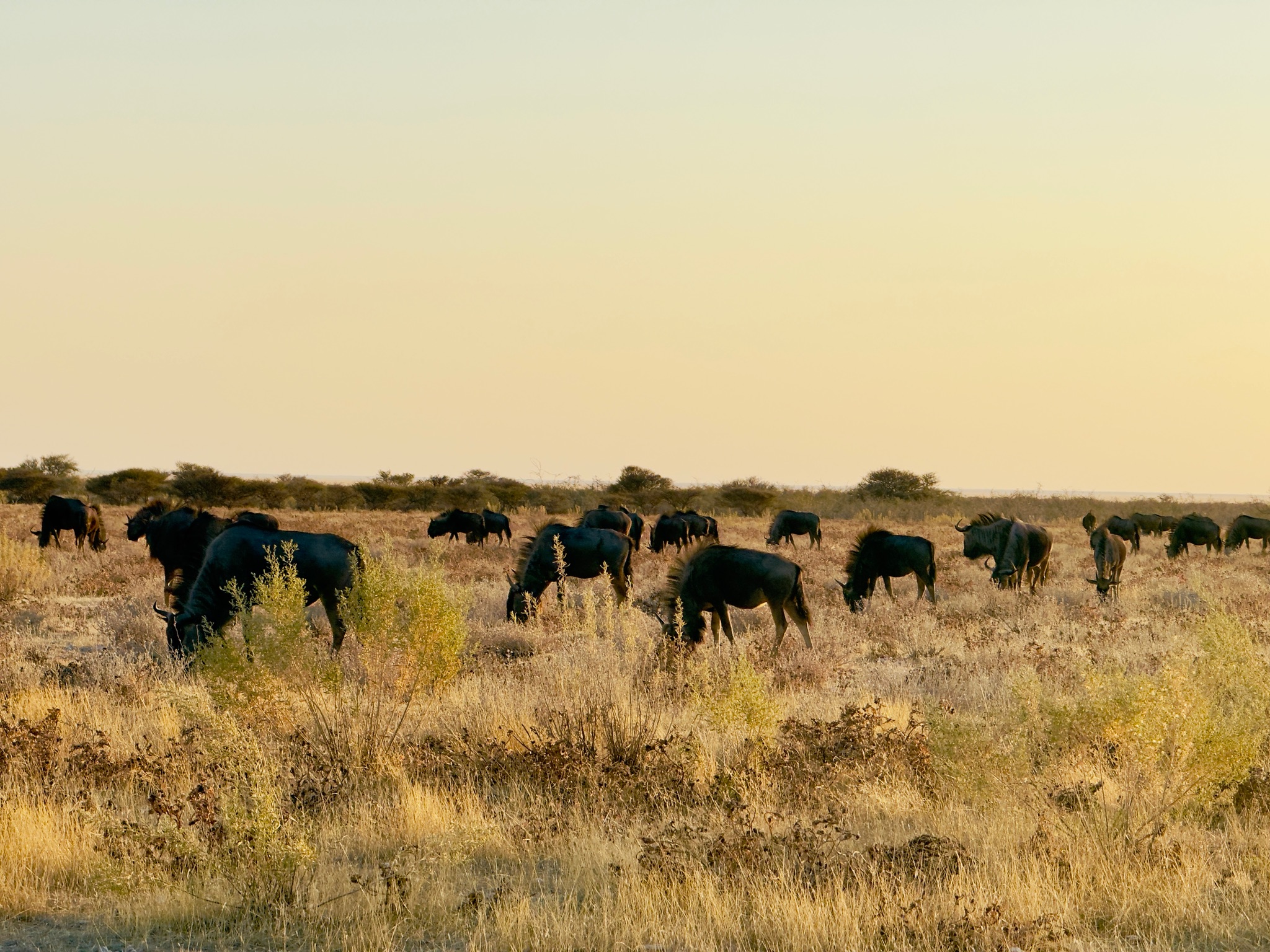 Etosha — Halali & Namutoni 1