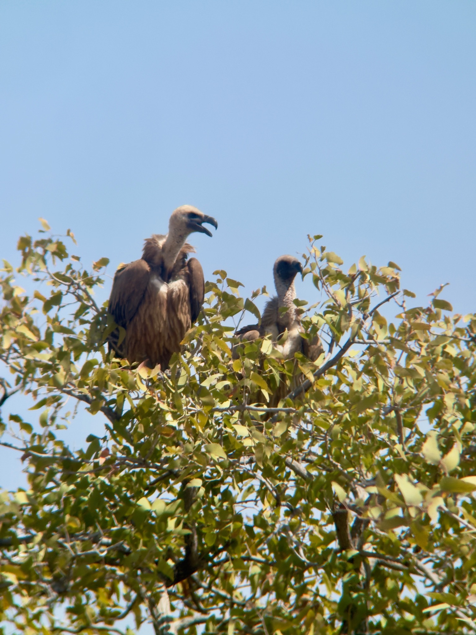 Etosha — Halali & Namutoni 4