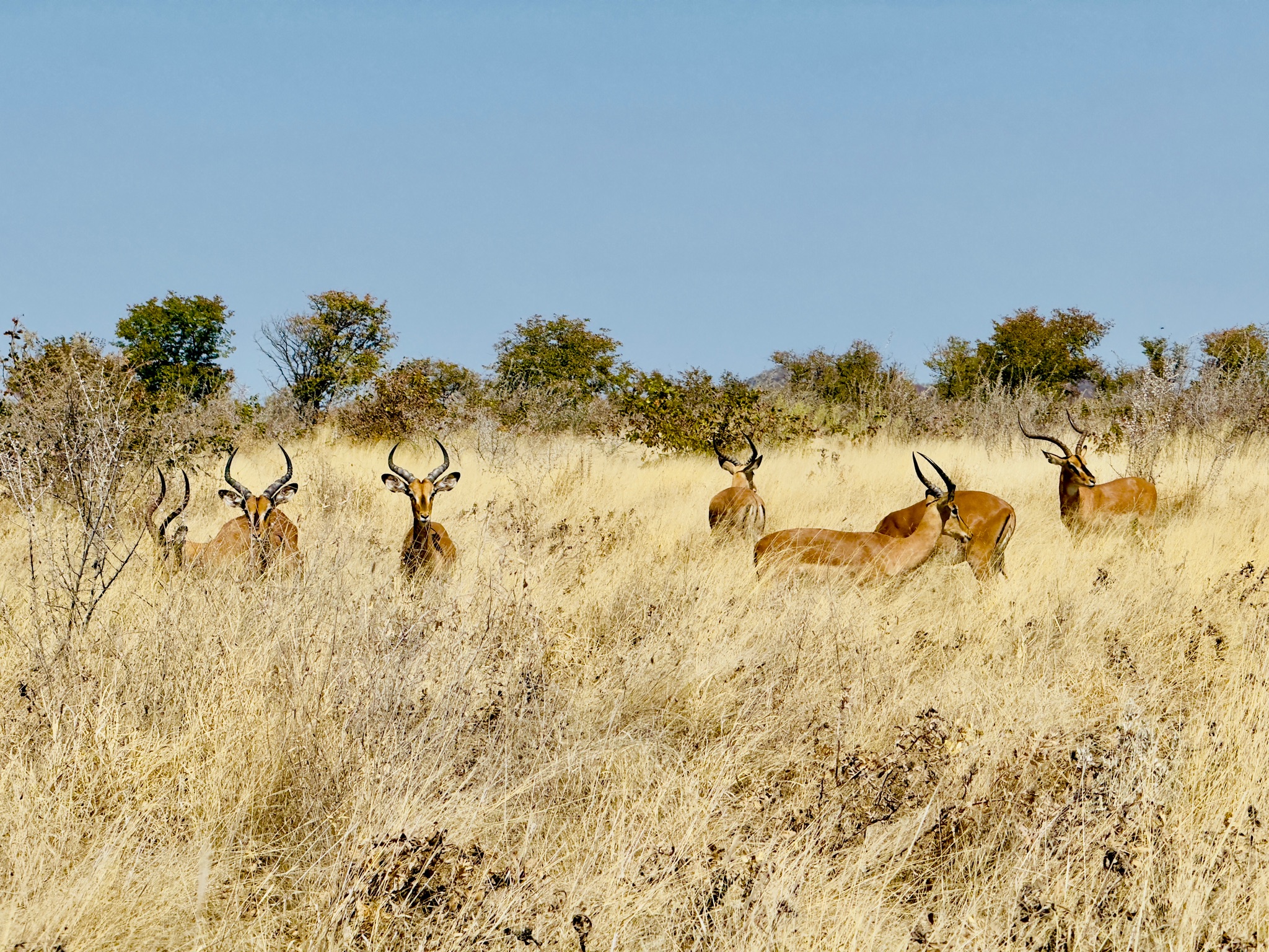 Etosha — Halali & Namutoni 6