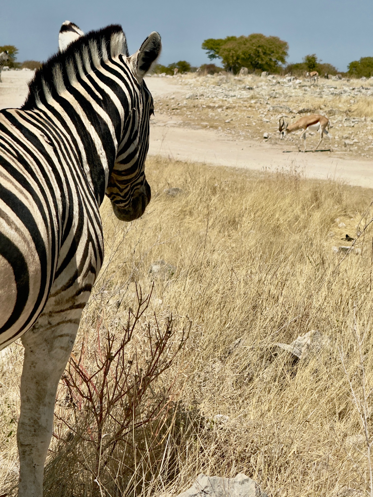Etosha — Halali & Namutoni 7