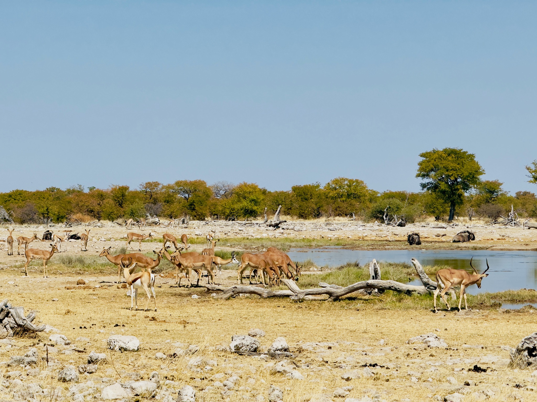 Etosha — Halali & Namutoni 8