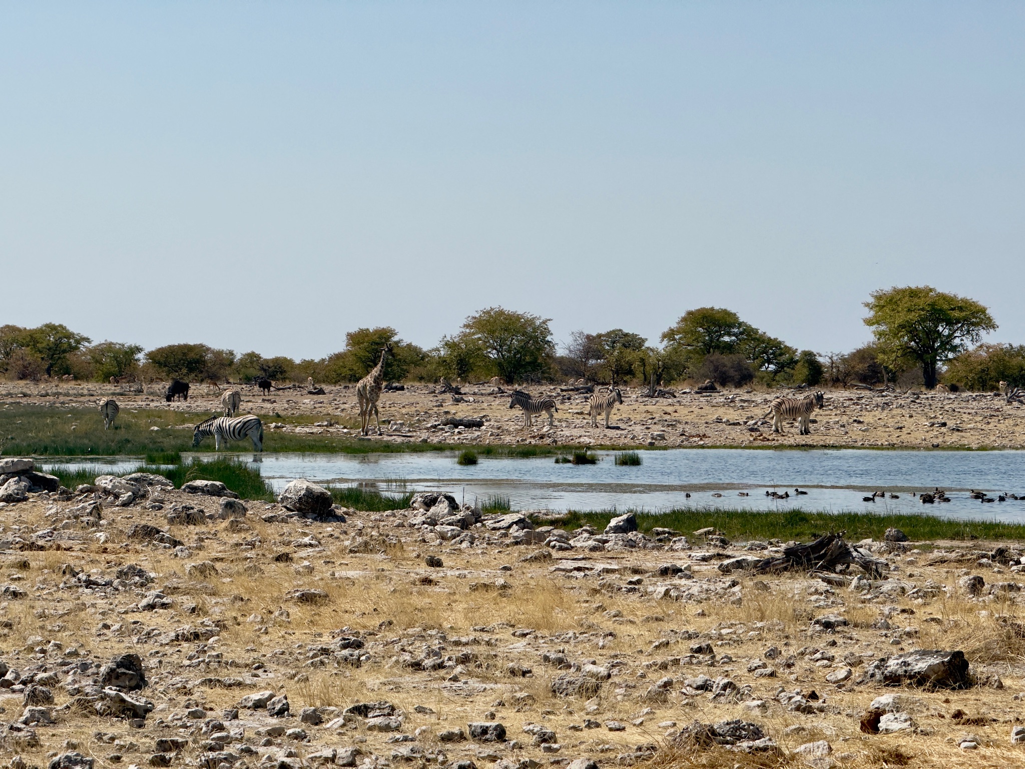 Etosha — Halali & Namutoni 9