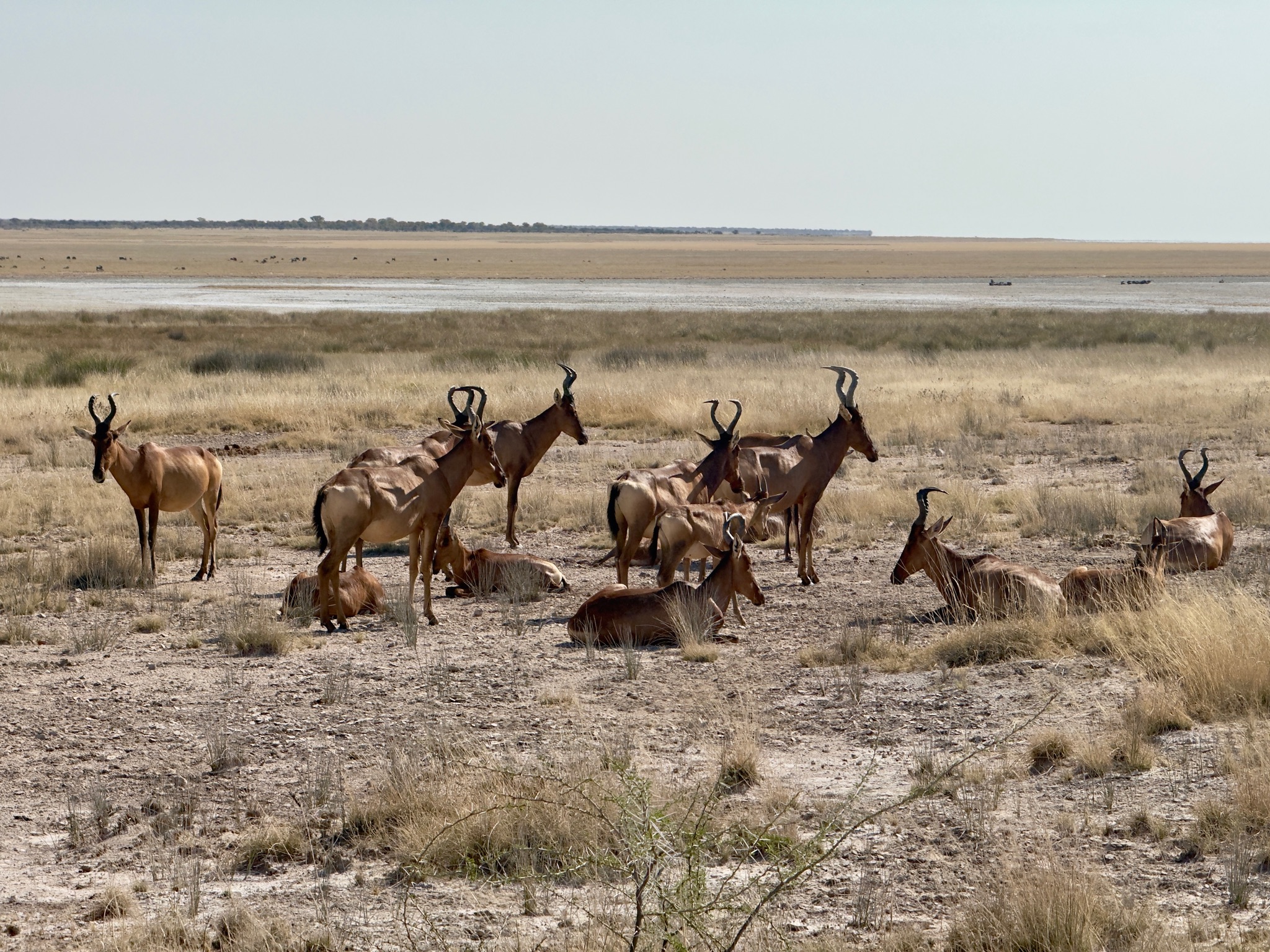 Etosha — Halali & Namutoni 10