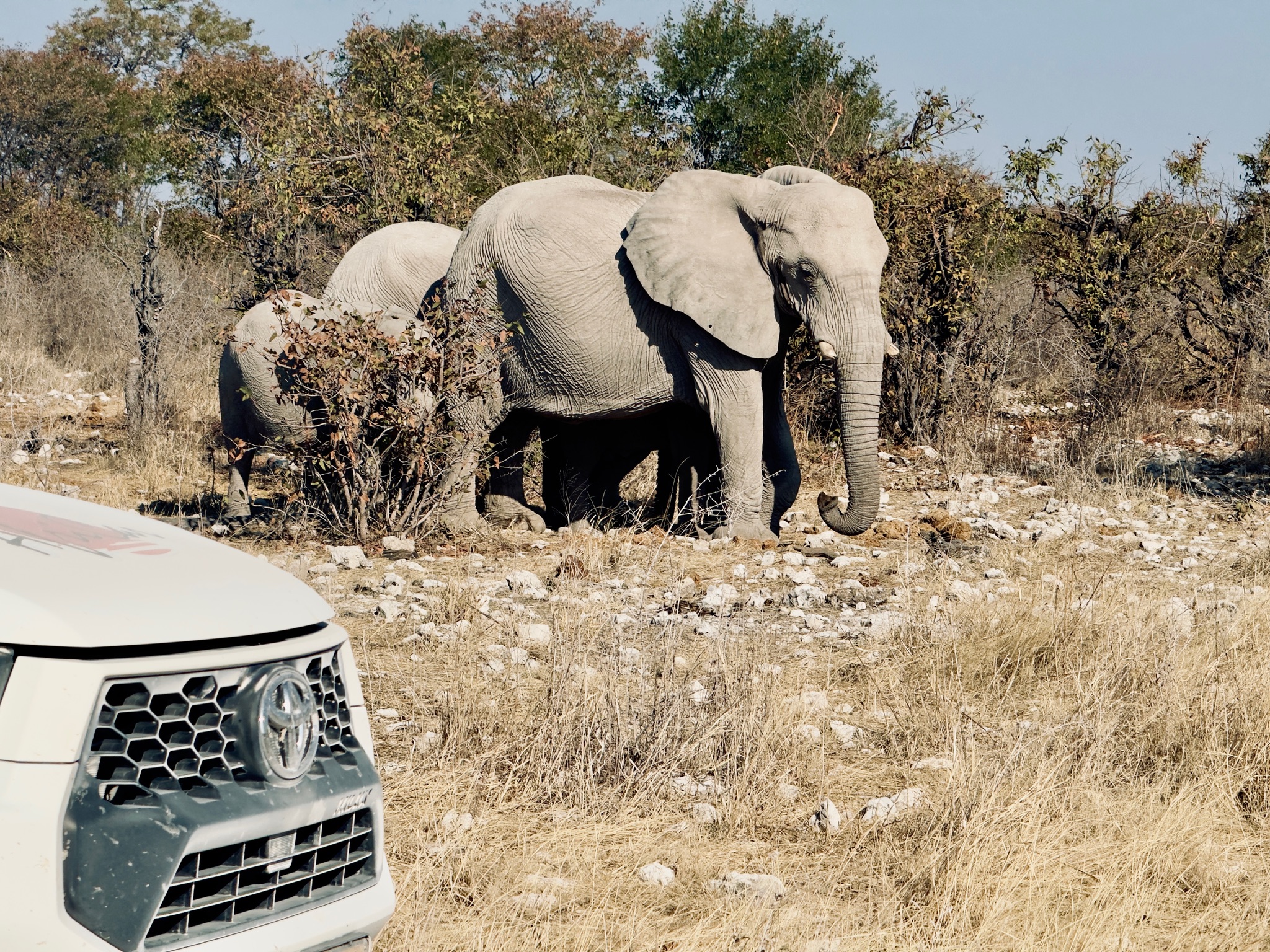 Etosha — Halali & Namutoni 11