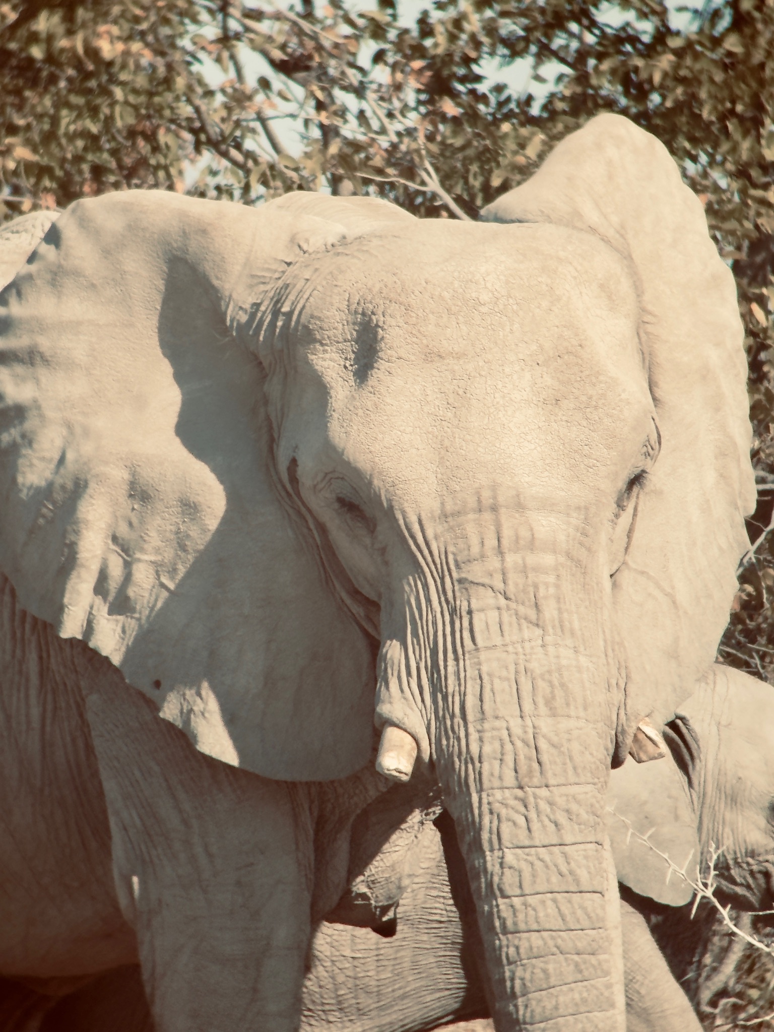 Etosha — Halali & Namutoni 12