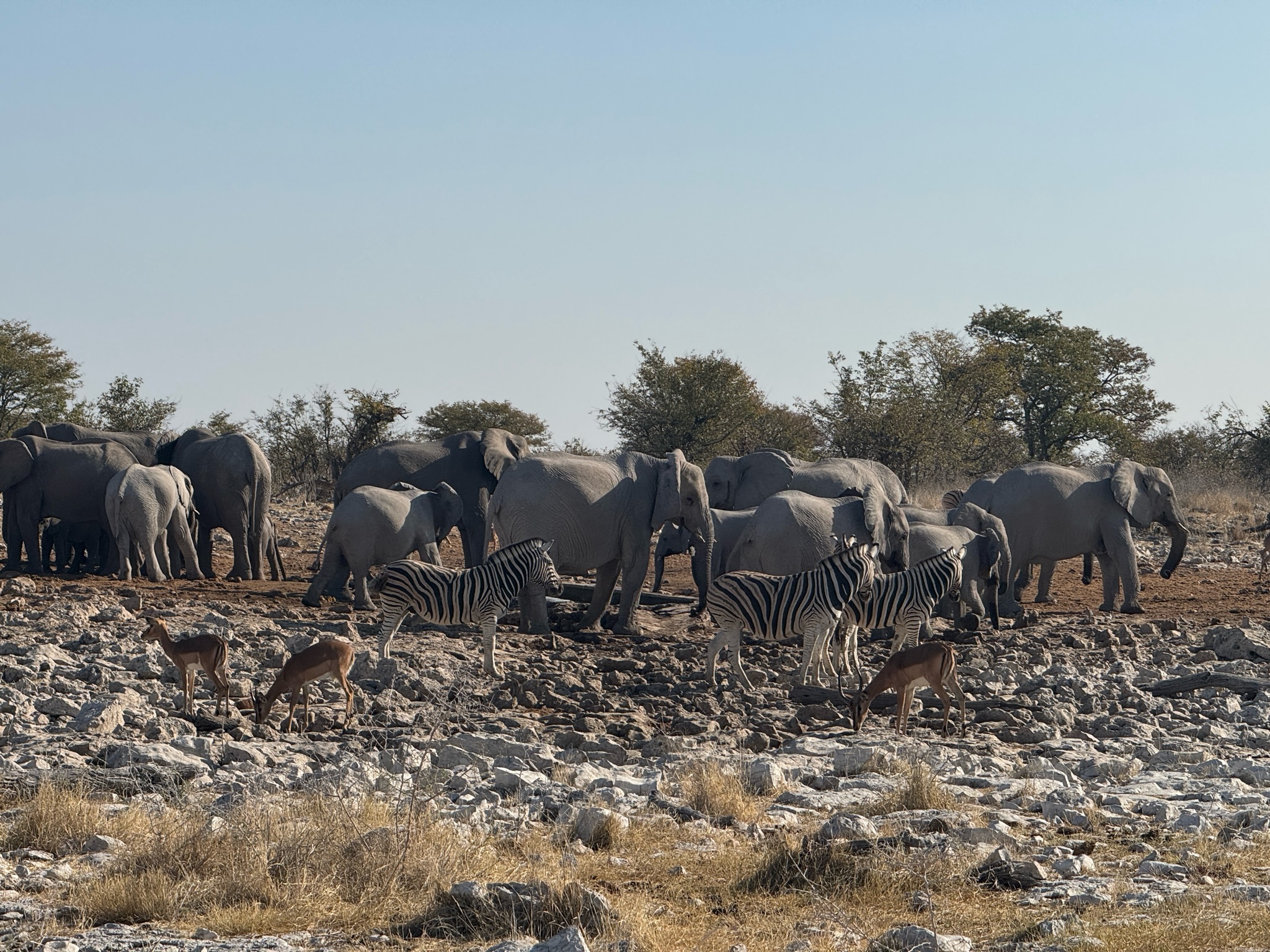 Etosha — Halali & Namutoni 13