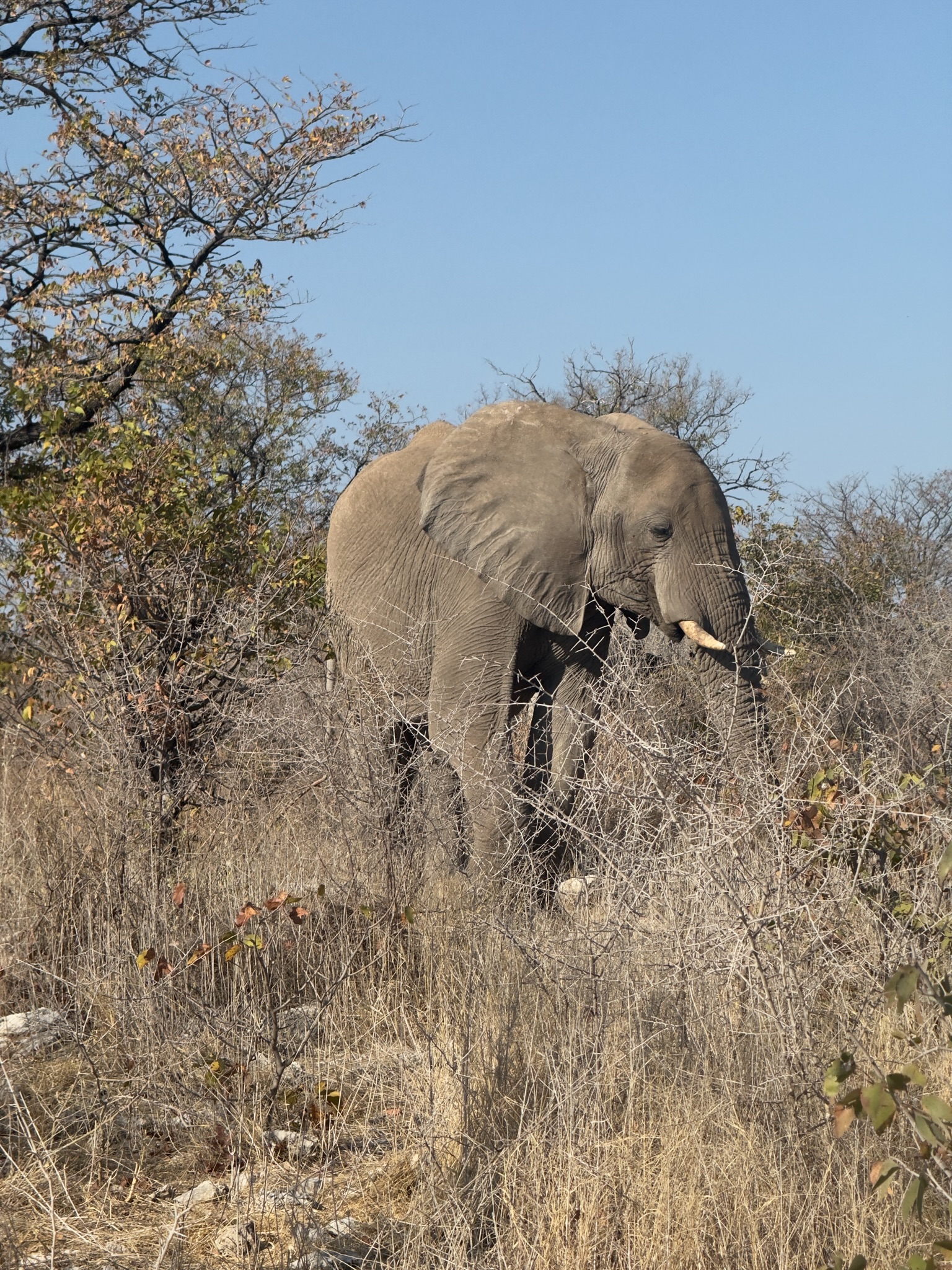 Etosha — Halali & Namutoni 14