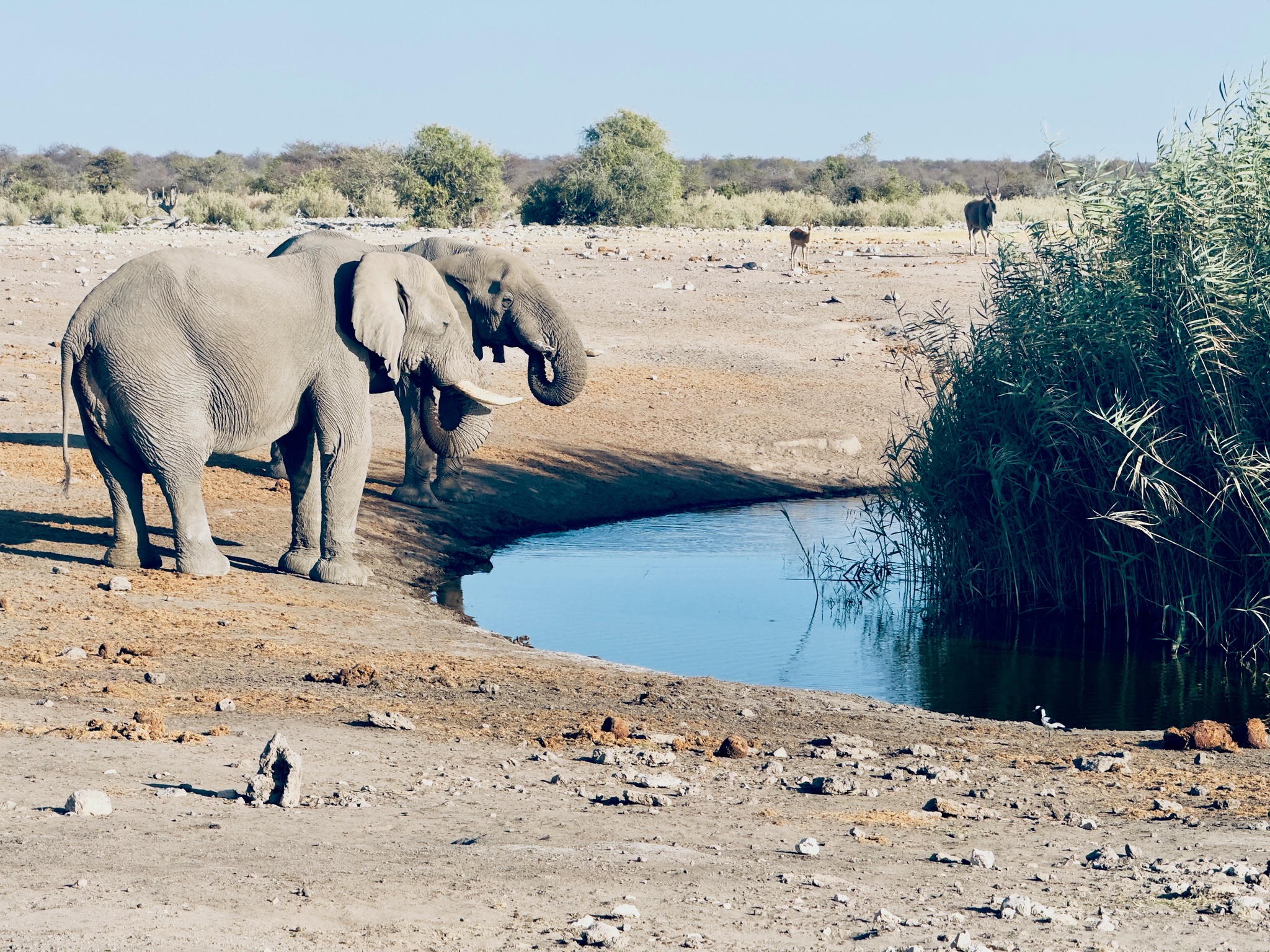 Etosha — Halali & Namutoni 15