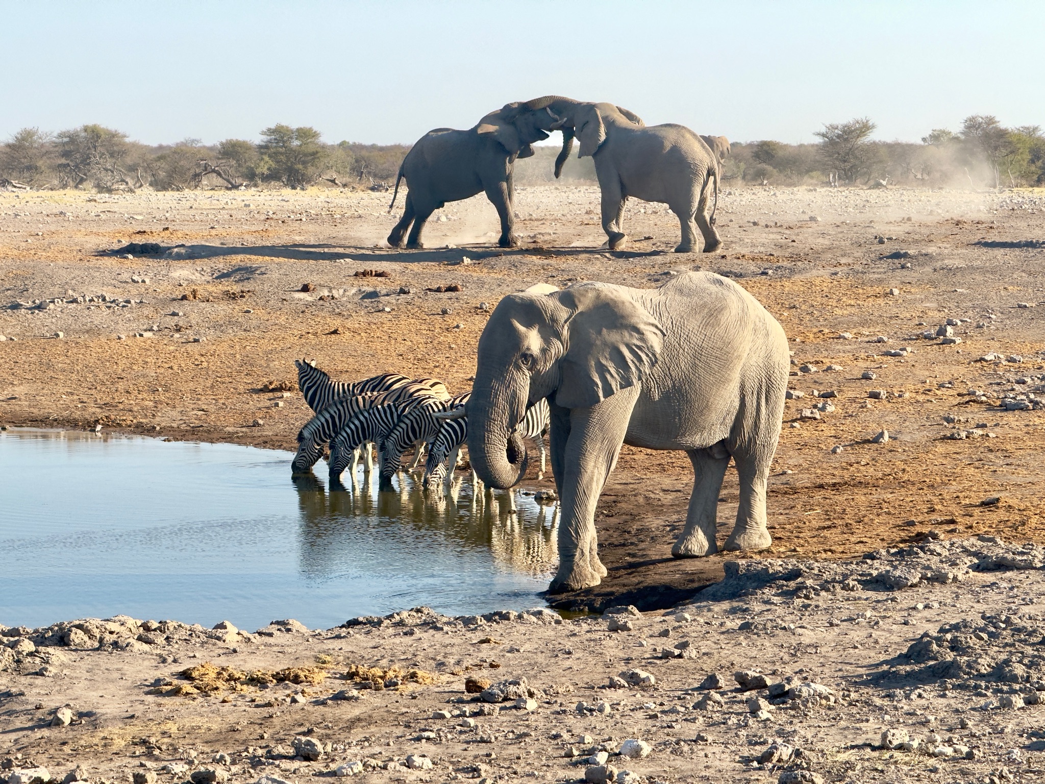 Etosha — Halali & Namutoni