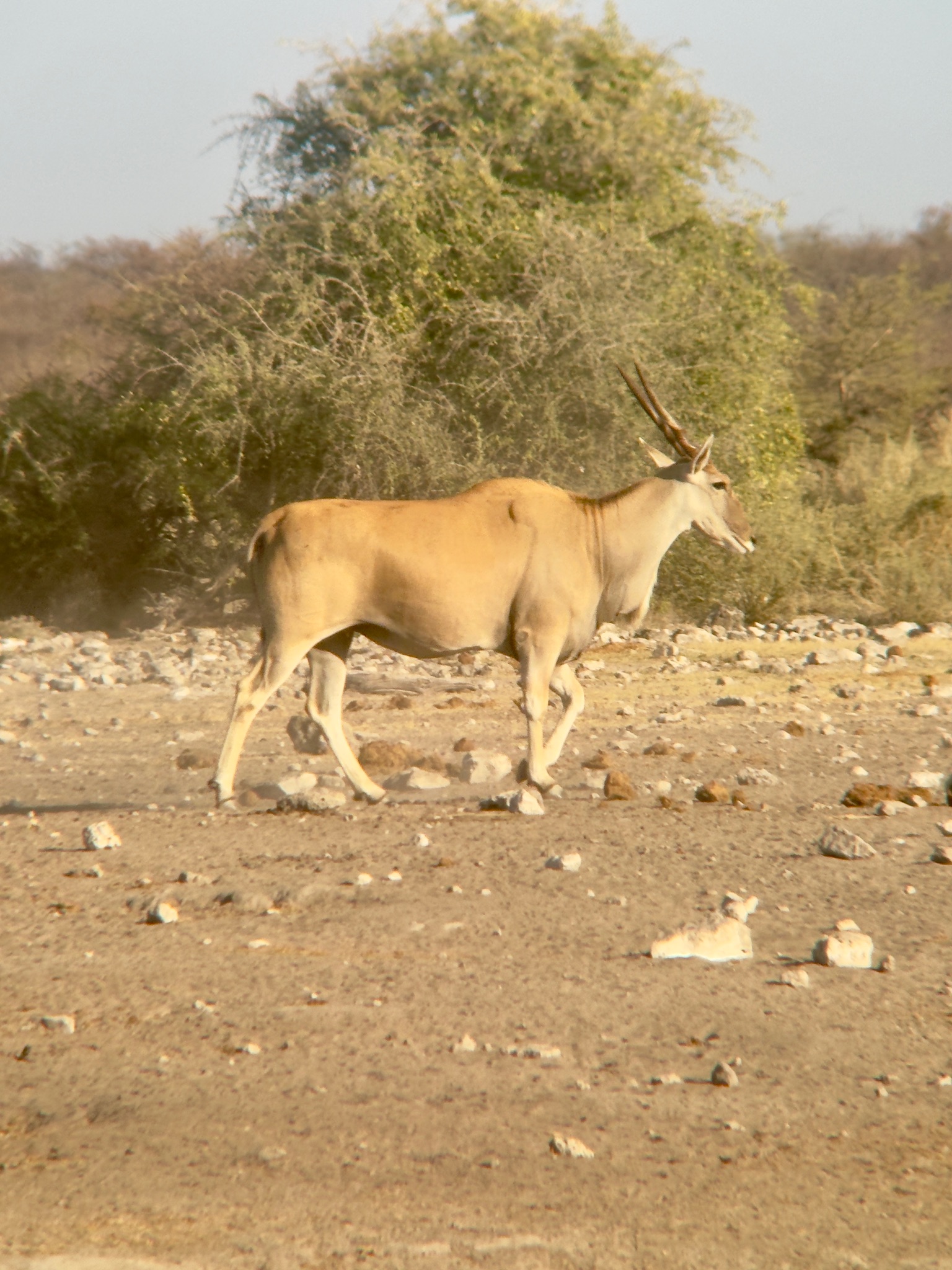 Etosha — Halali & Namutoni 16