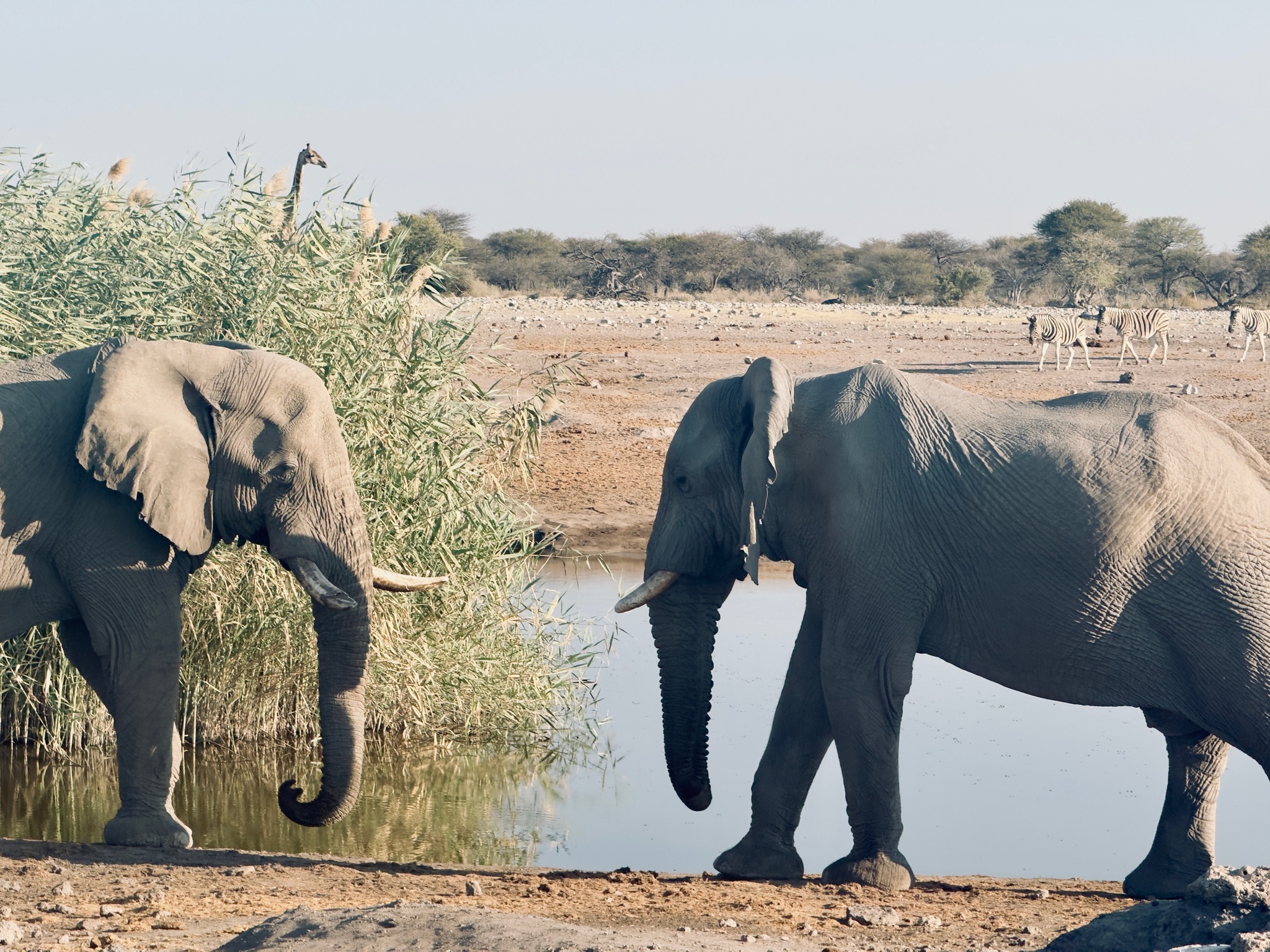 Etosha — Halali & Namutoni 17