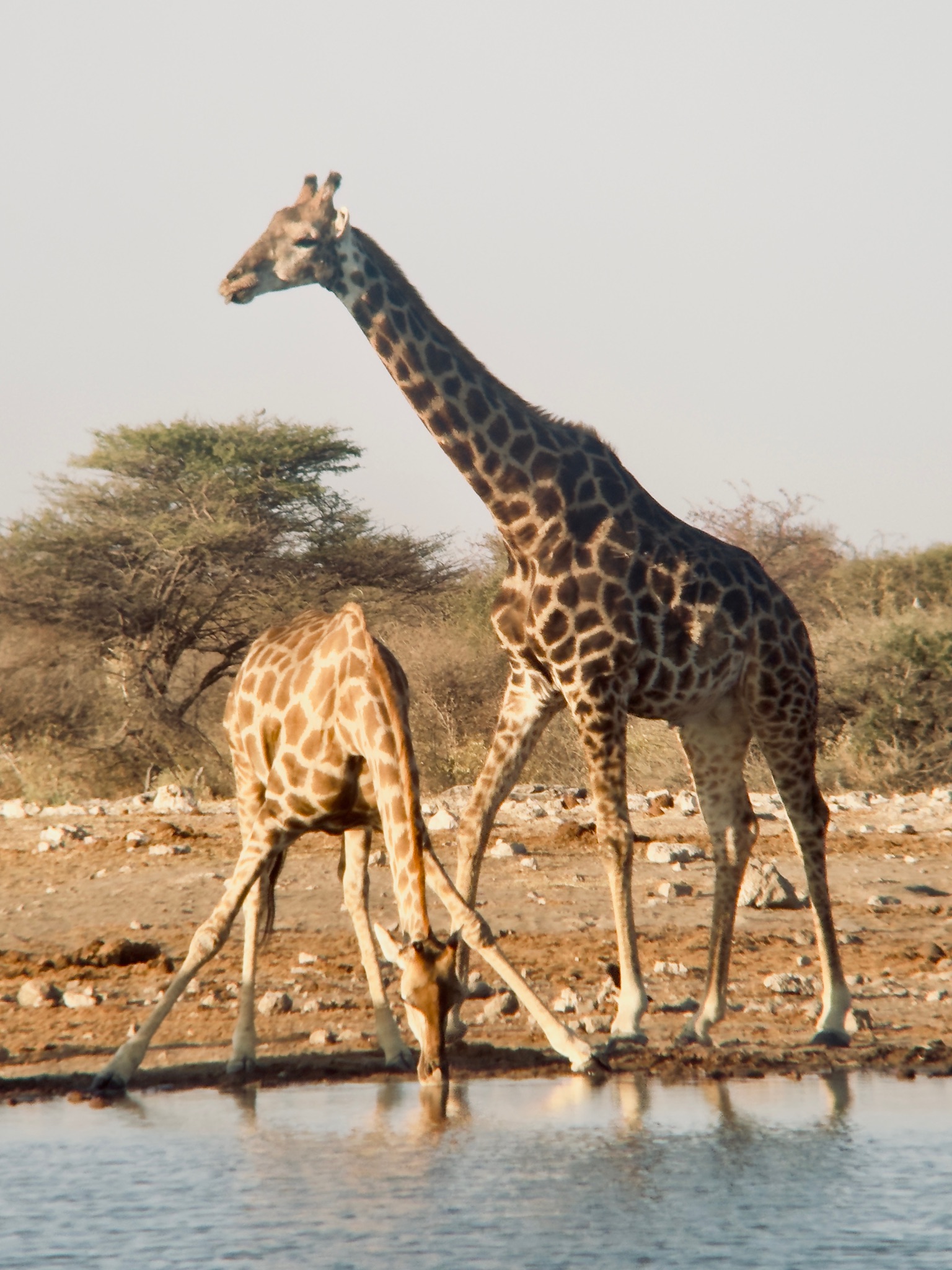 Etosha — Halali & Namutoni 18
