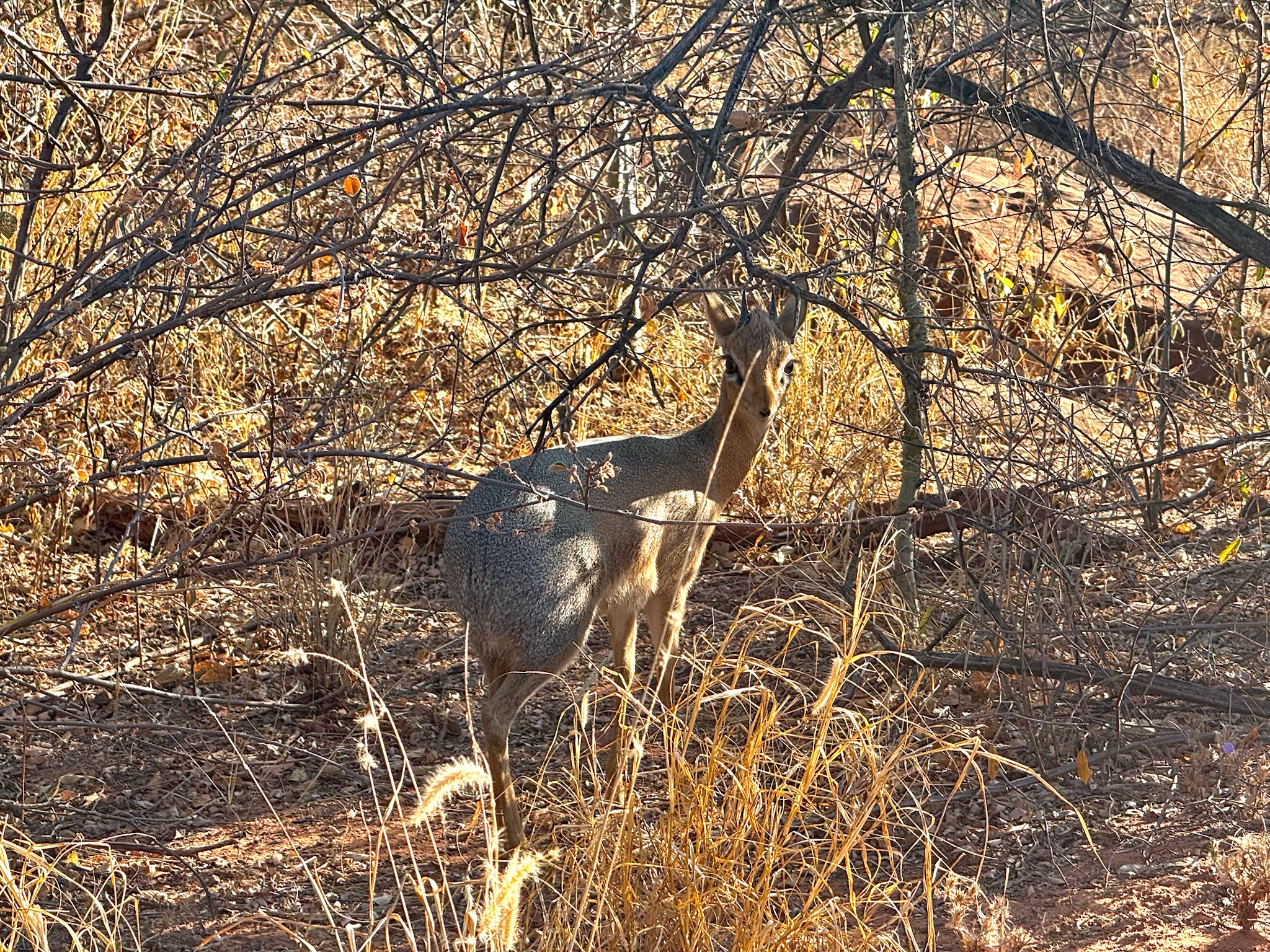 Mushara → Waterberg 5