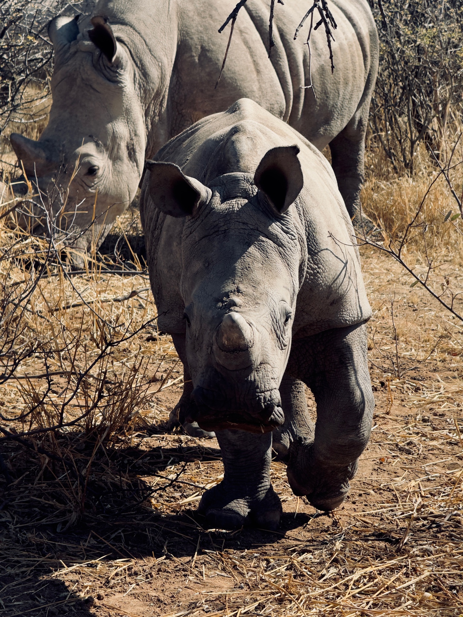 Day at Waterberg 11