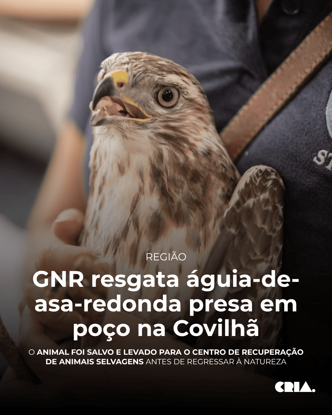 GNR resgata águia-de-asa-redonda presa em poço na Covilhã