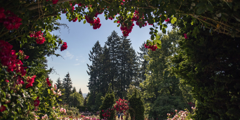 Portland's International Rose Test Garden located in Washington Park