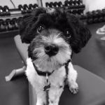 sandbox fitness dog training studio best personal trainers in oakville