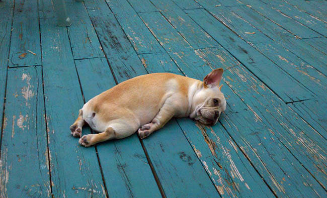 adrenal fatigue puppy at sandbox fitness the best personal training gym in oakville ontario