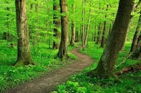 akville personal trainer forest