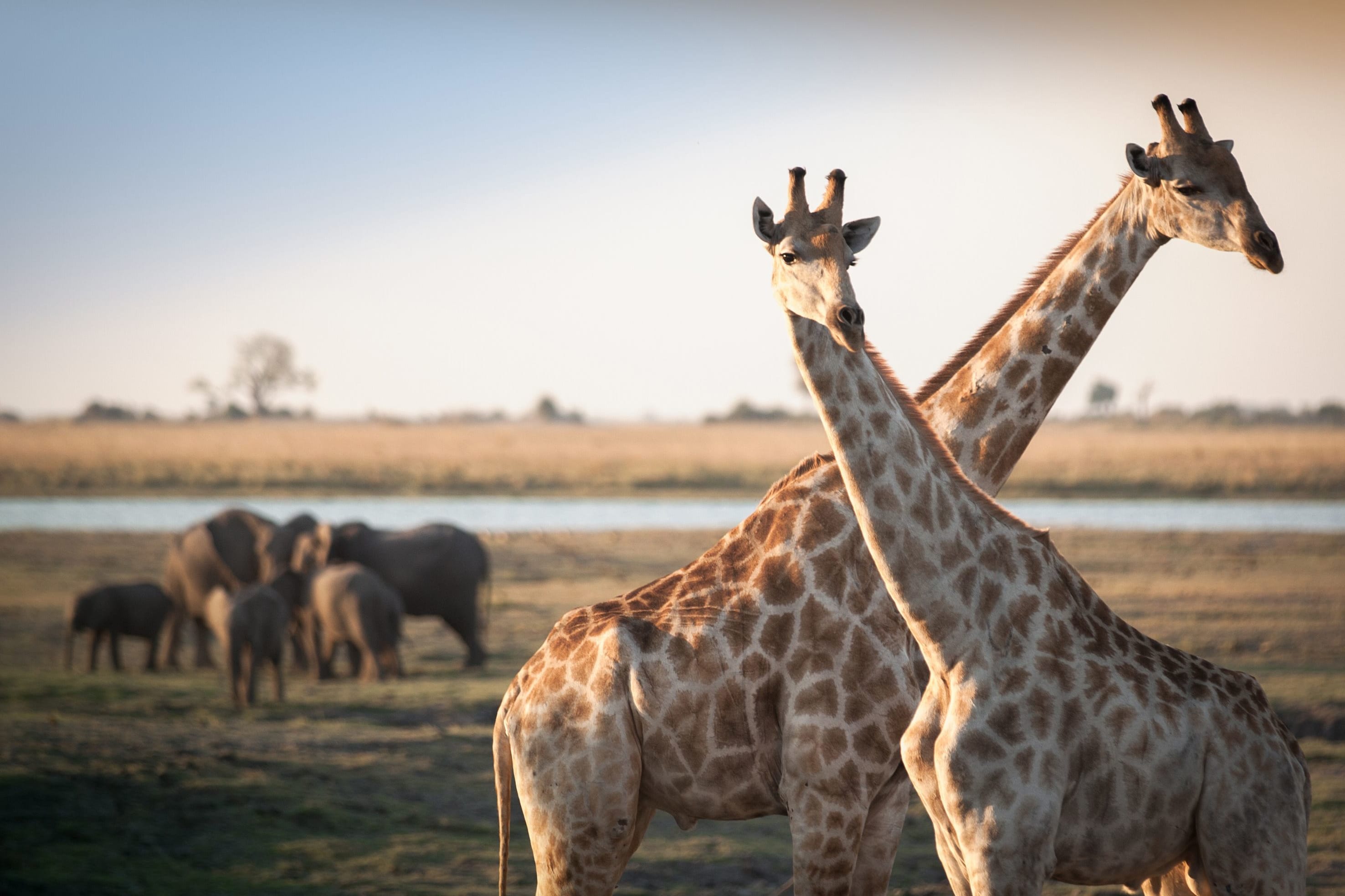 Botswana Odyssey