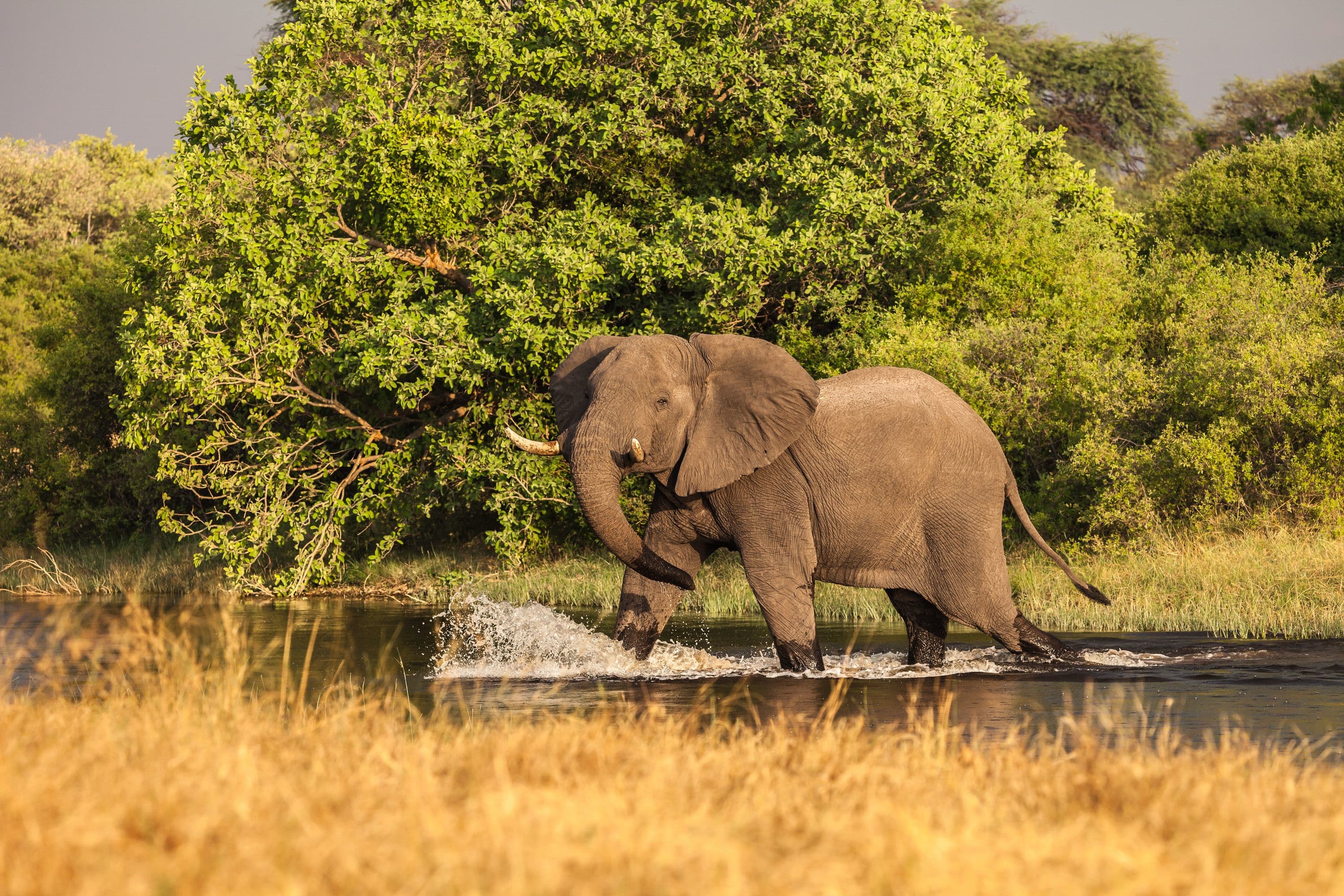 Authentic Lodge & Mobile Safari