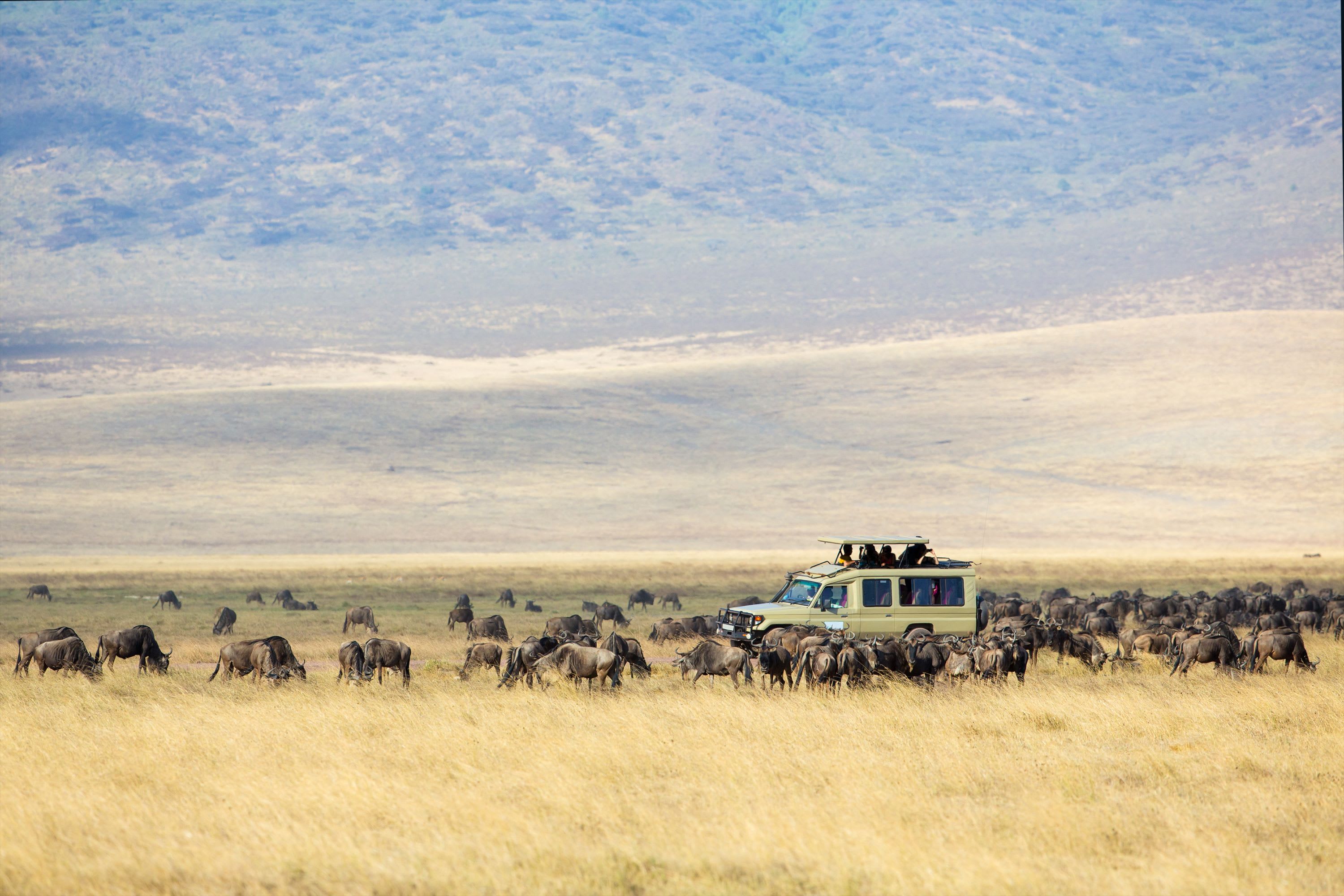 Northern Circuit - Wildlife Migration Safari (June- October)