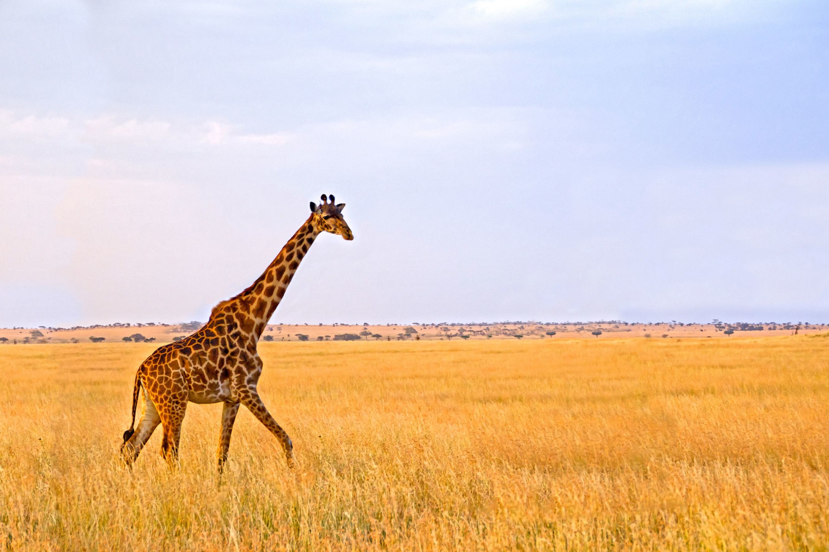 Luxury Tanzania