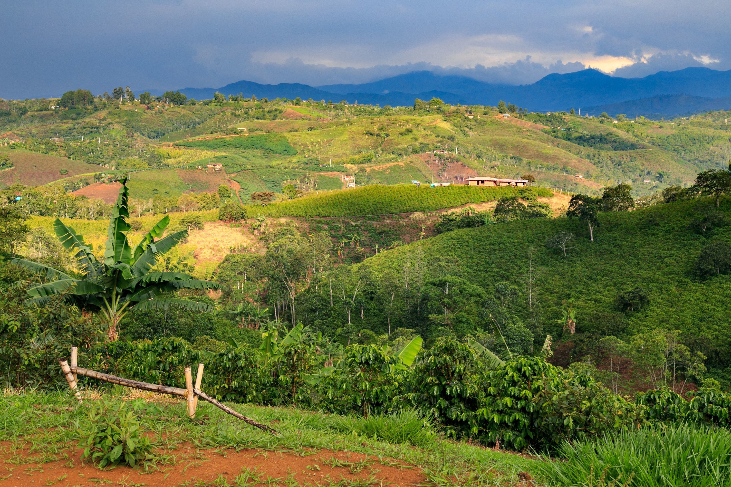 Colombia's Cities & Coffee Country