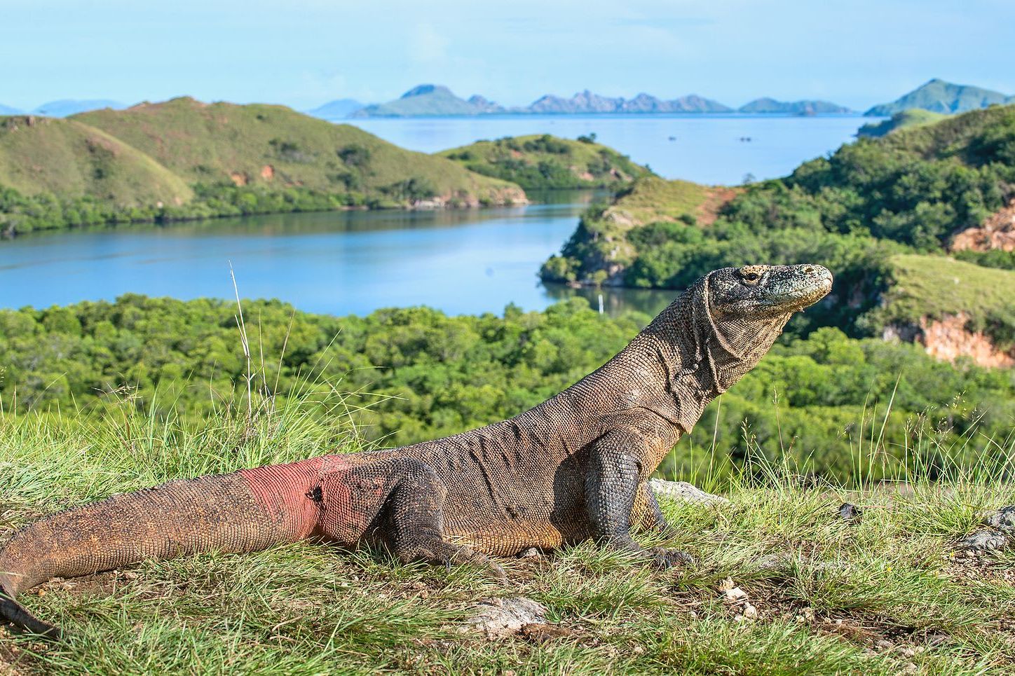 Bali and Komodo Experience