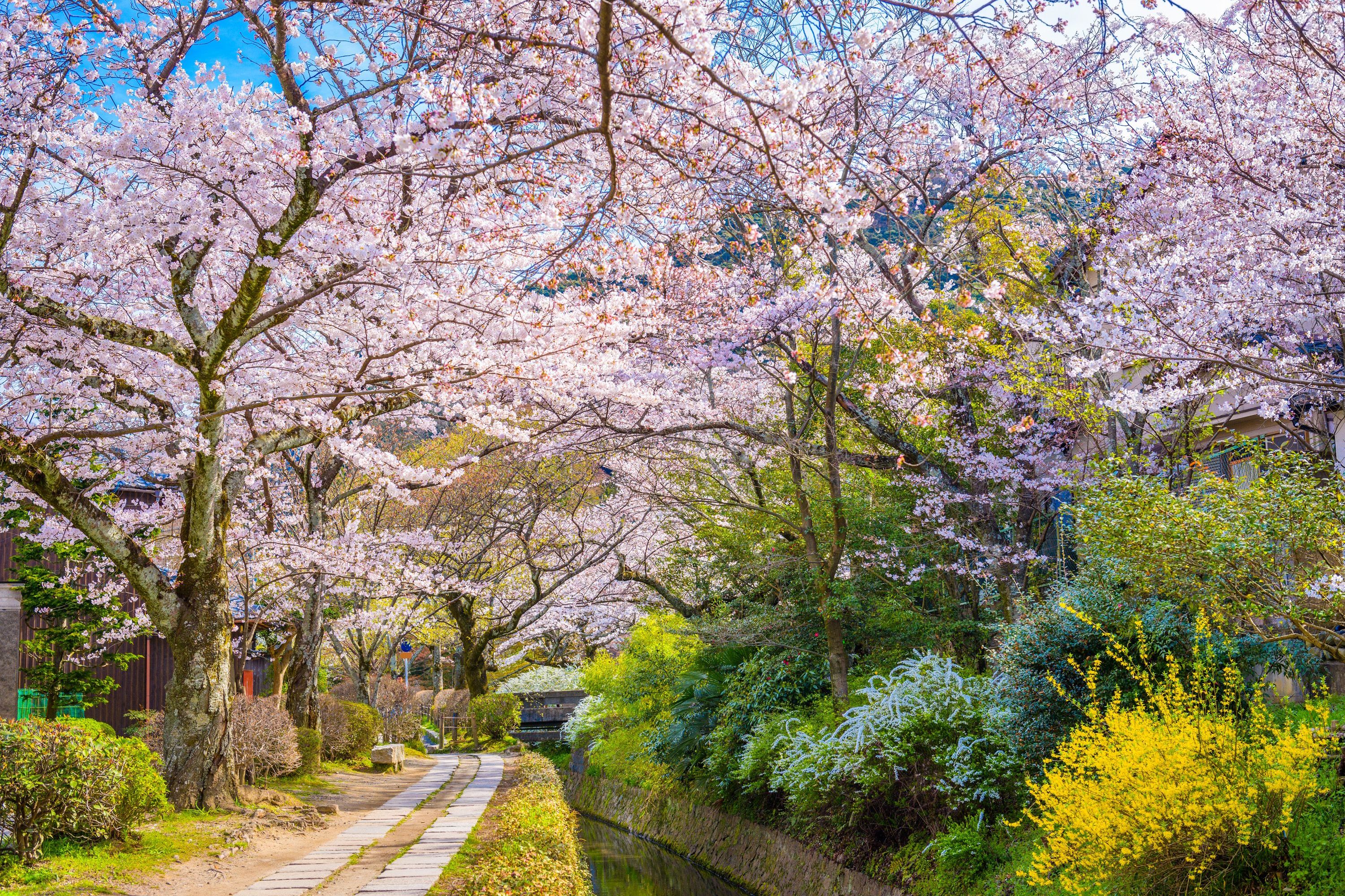 Japanese Street during Cherry Blossom Season