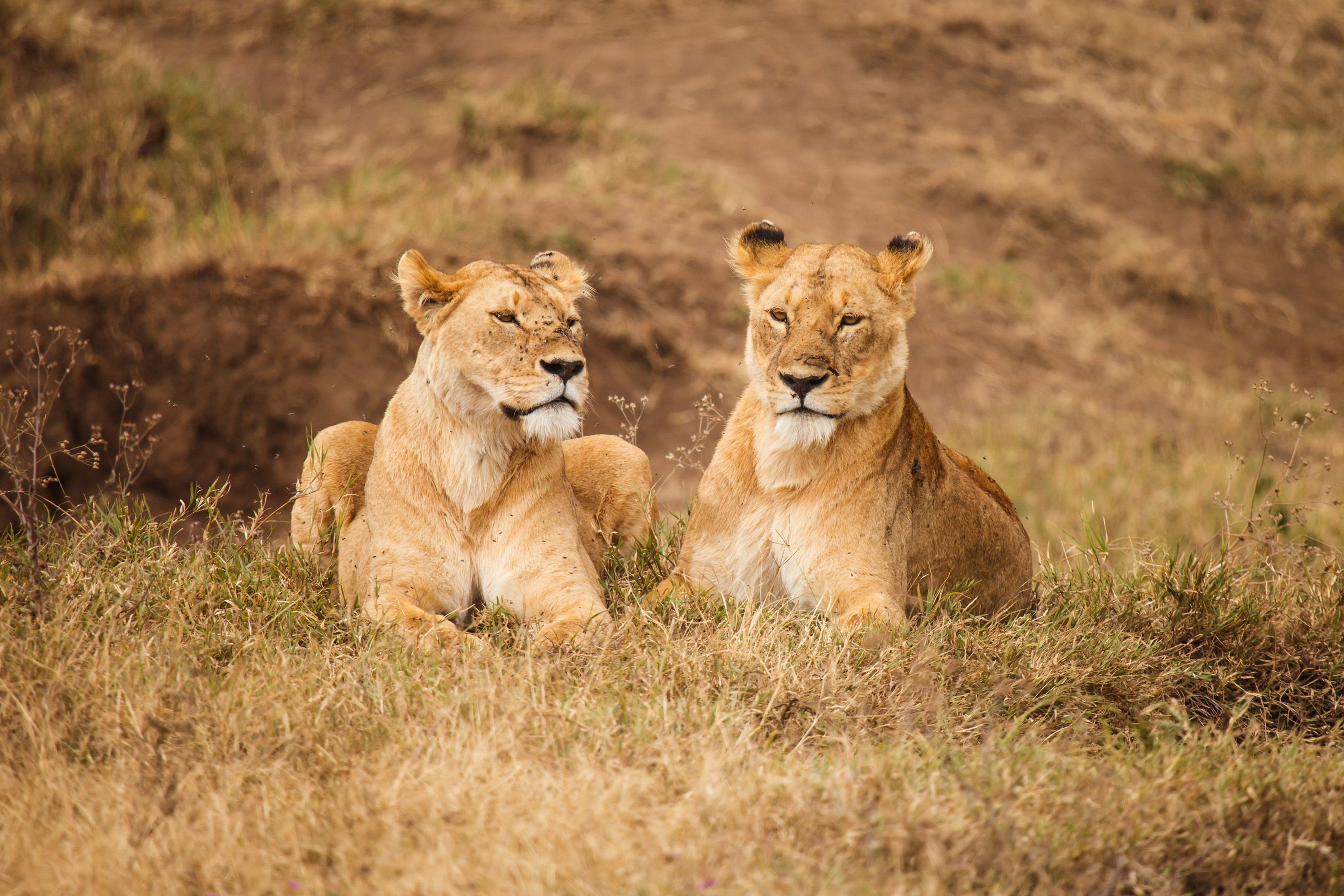 Classic Kenya Set Departure