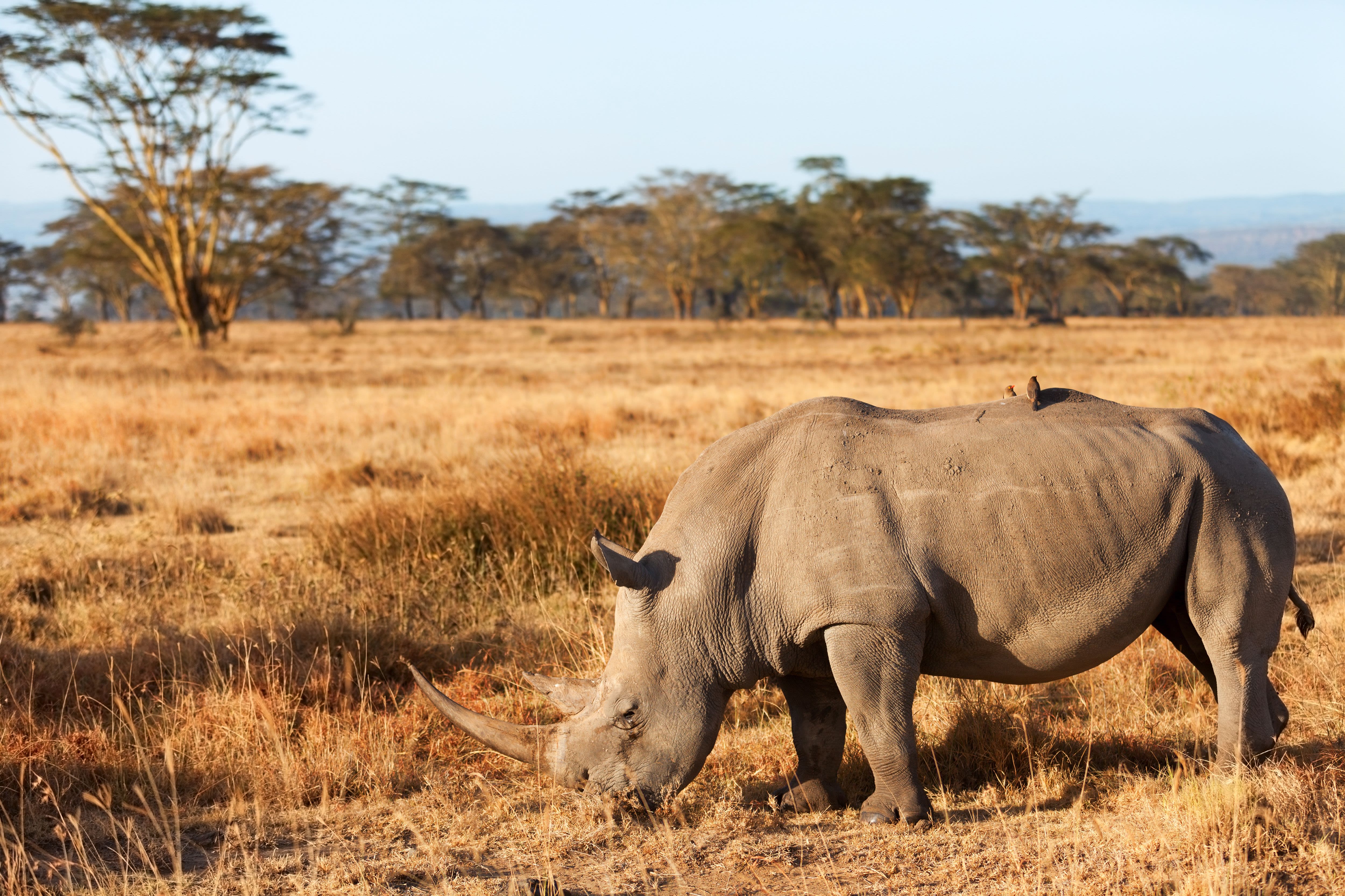 Rhino in Kenyan Grasslands