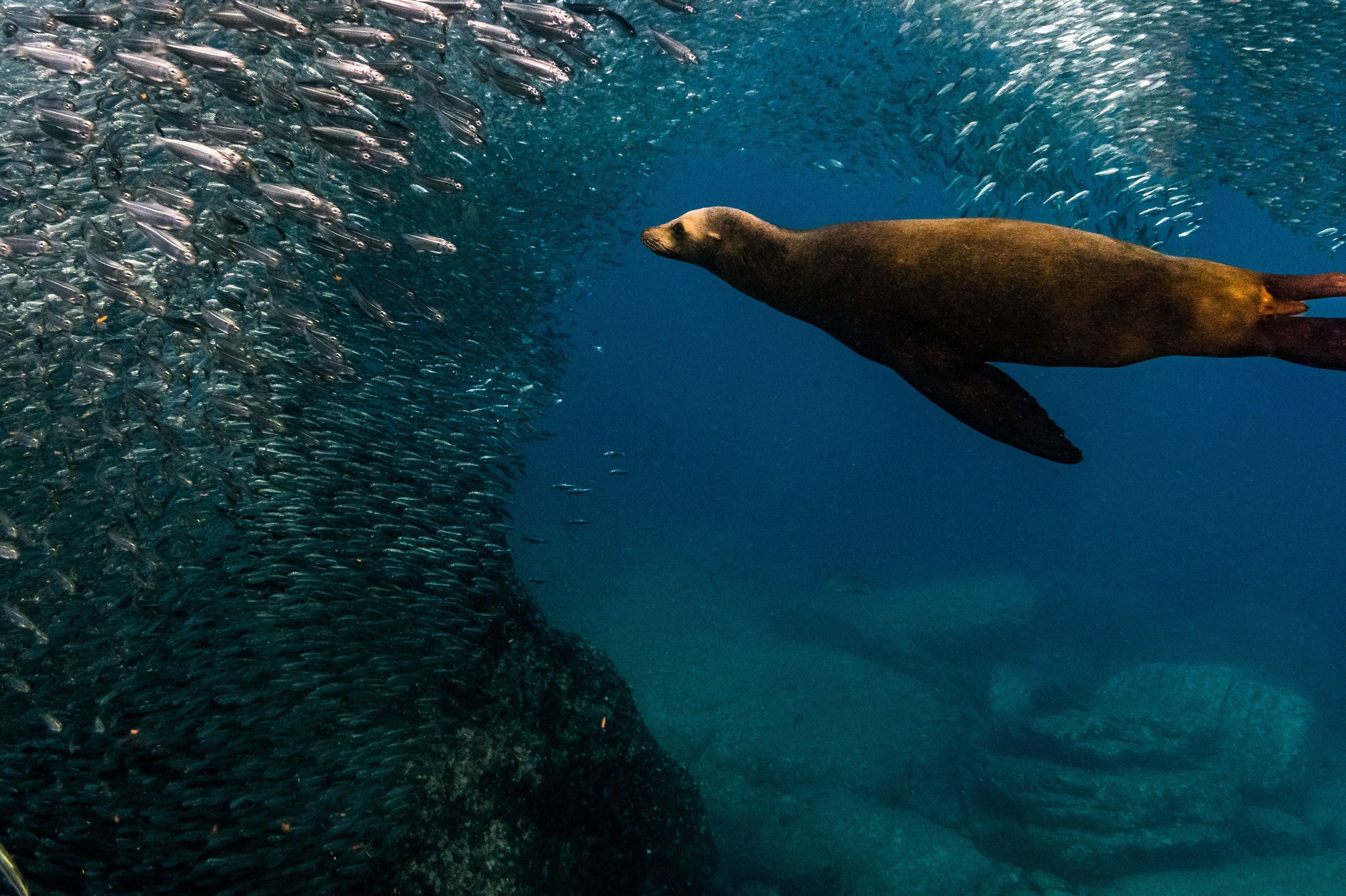 Glamping the Seas & Sierras of Baja California Sur