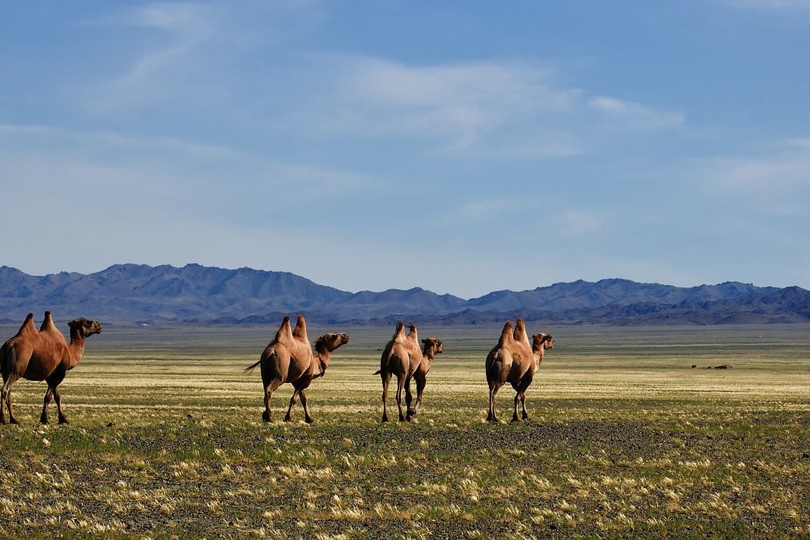 Classic Mongolia Adventure