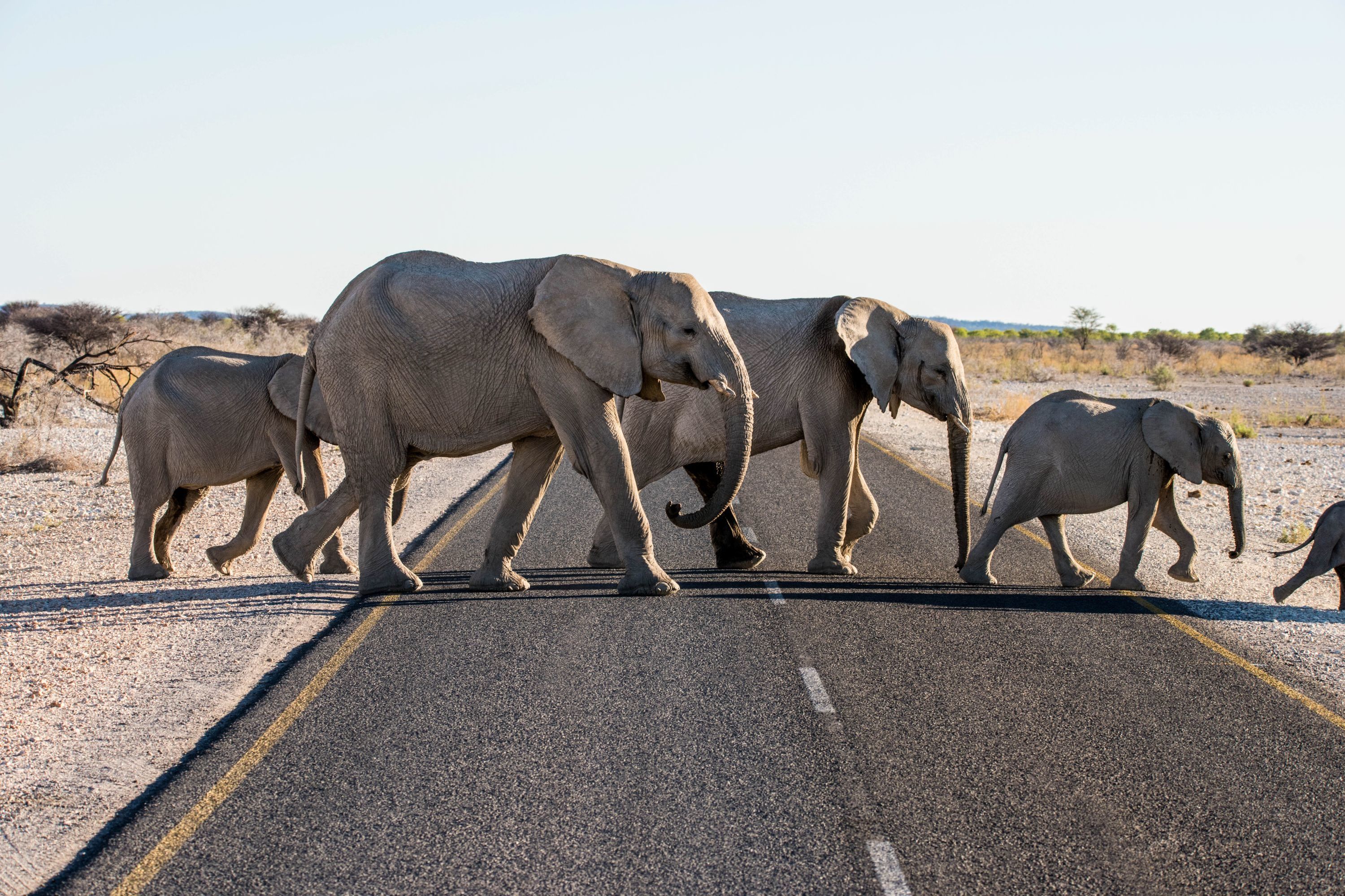 Best of Namibia Safari Adventure