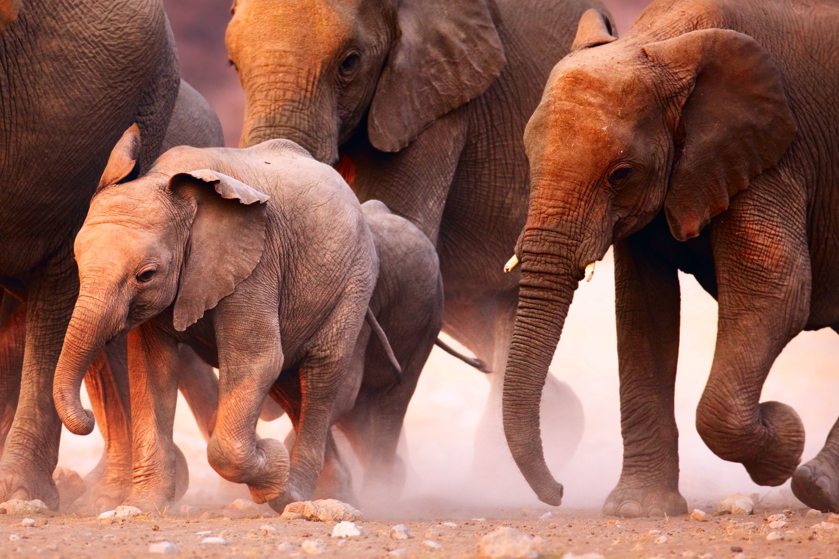 Namibia Under the Canvas Group Safari