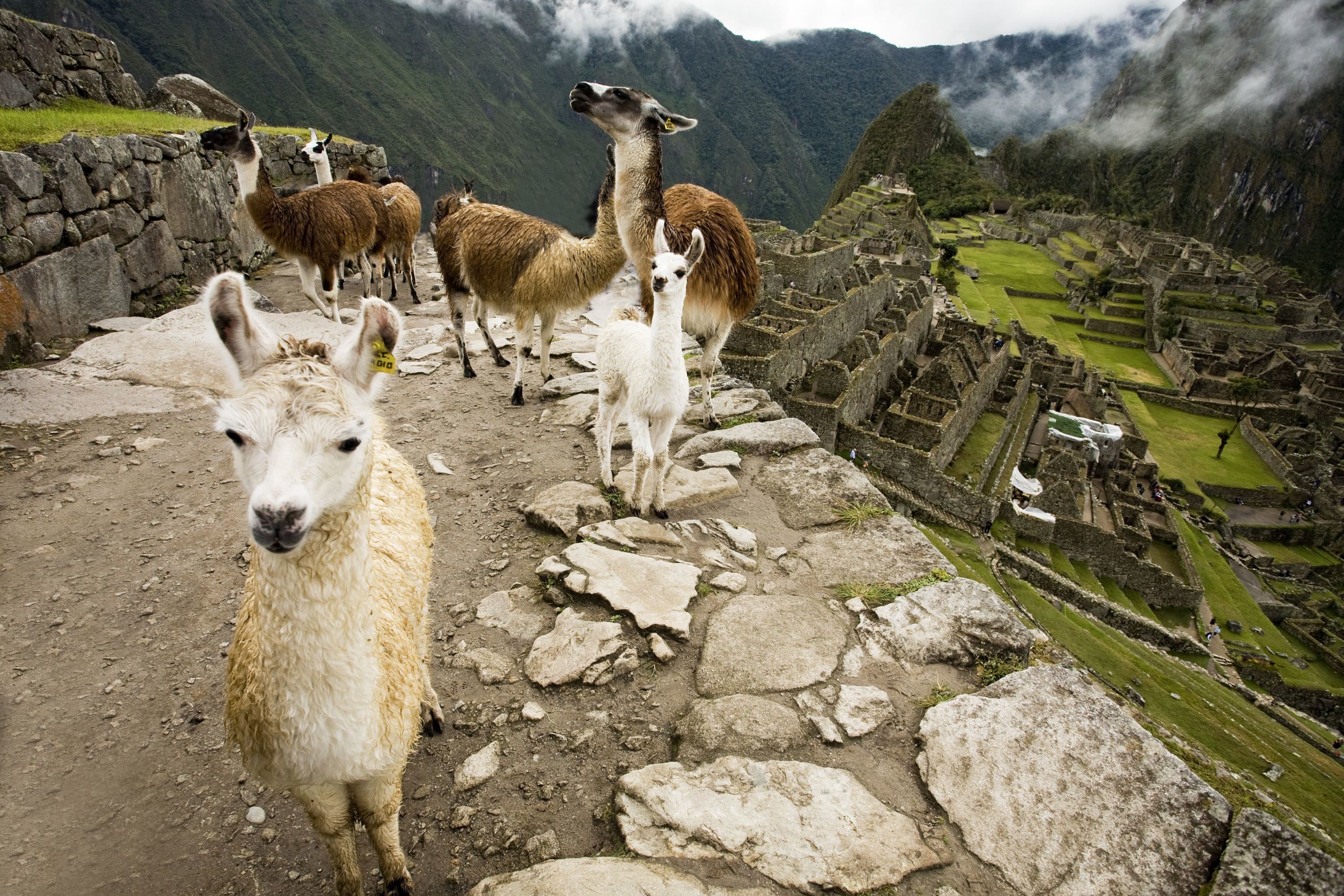 Machu Picchu Tours & Travel | Best Luxury Trips & Treks w/ Reviews