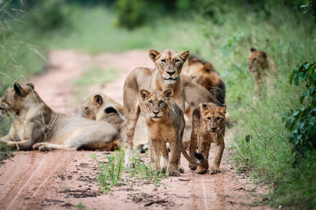 Wild & Remote South African Safari