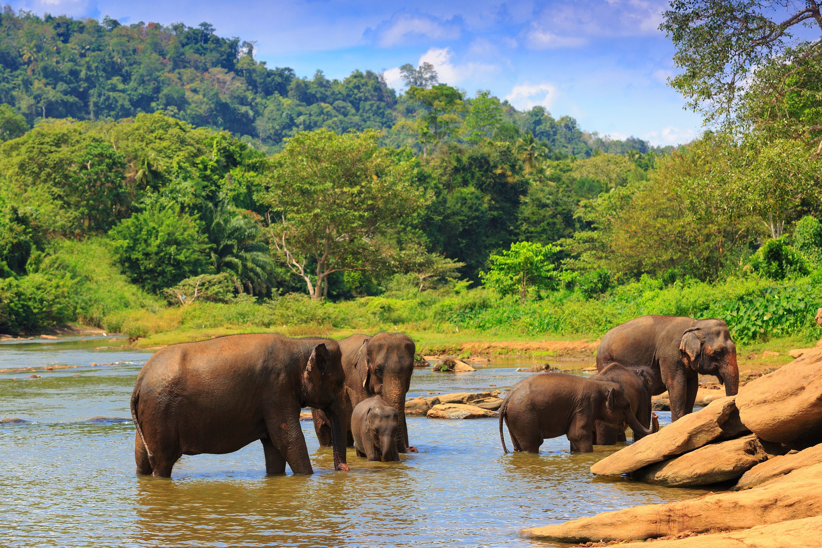 Sri Lanka Family Fun!