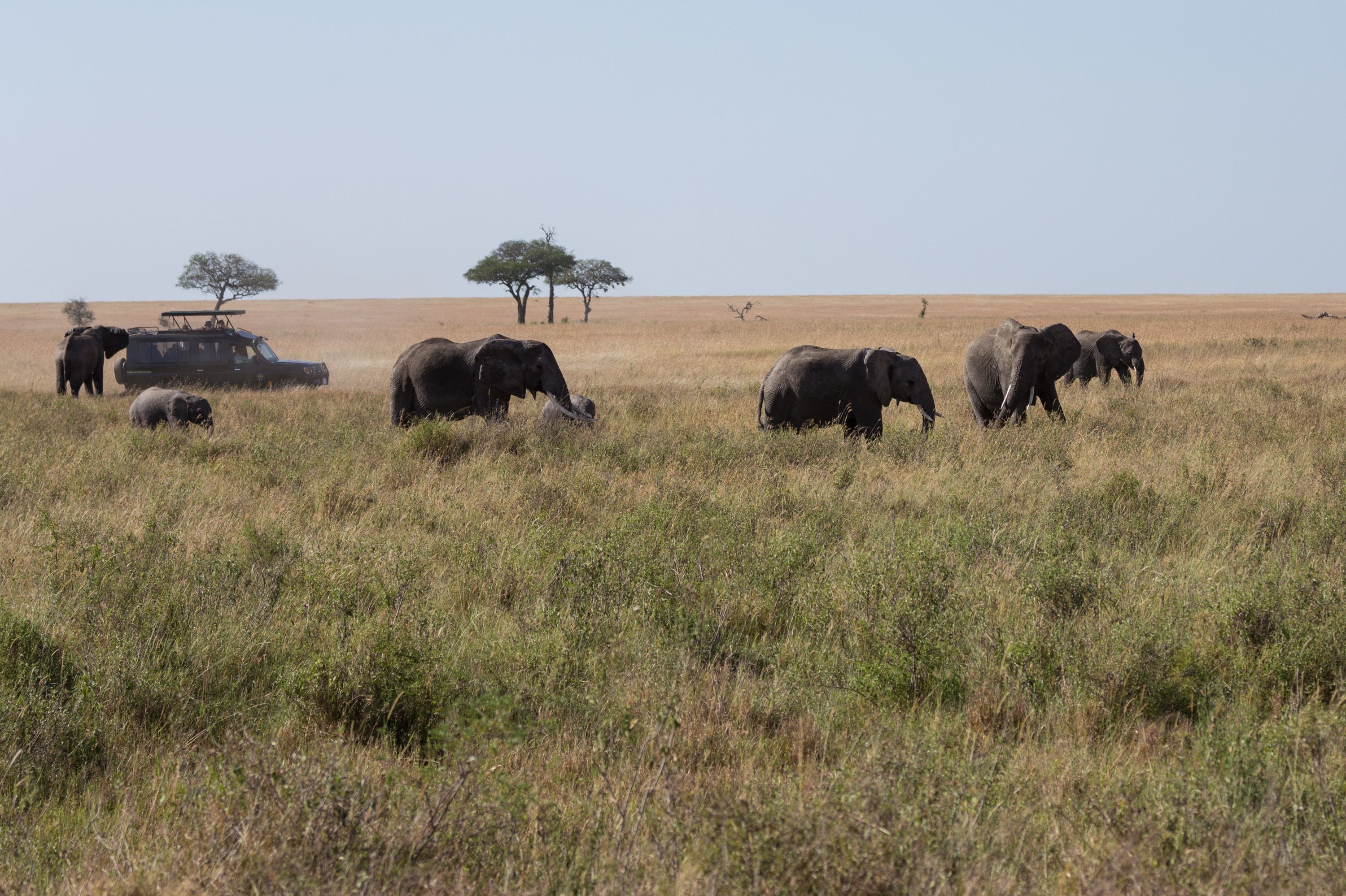 Beyond the Big Five: Uganda, Tanzania & Spice Island