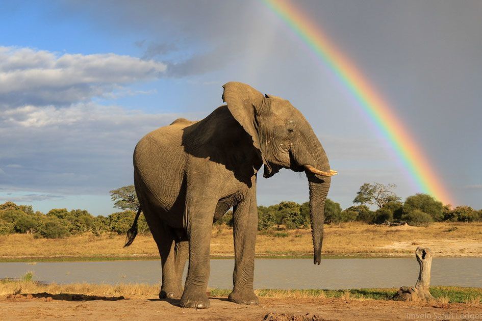 Zimbabwe Conservation & Cultural Group Safari  2020