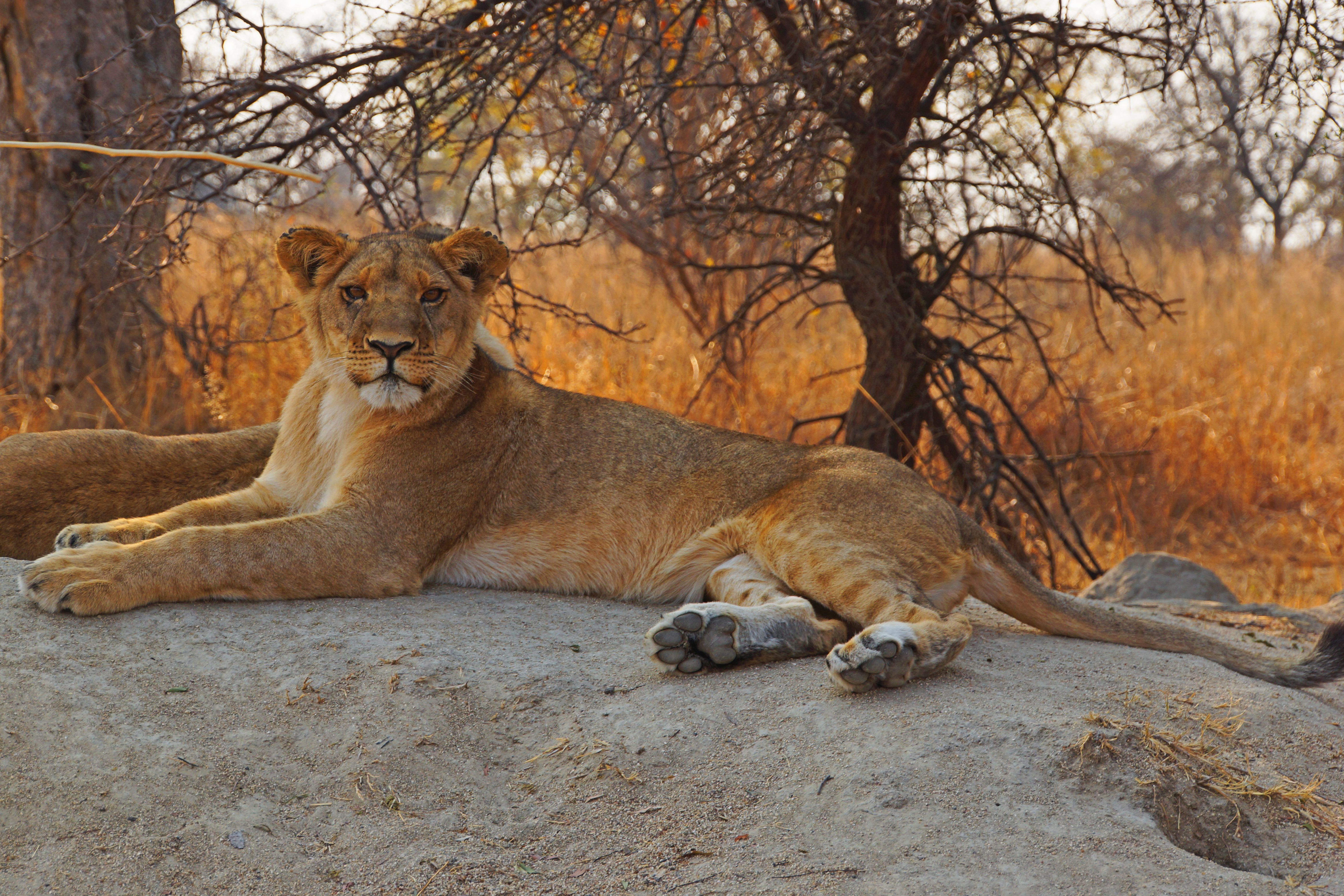 Adventure In & Over Zimbabwe