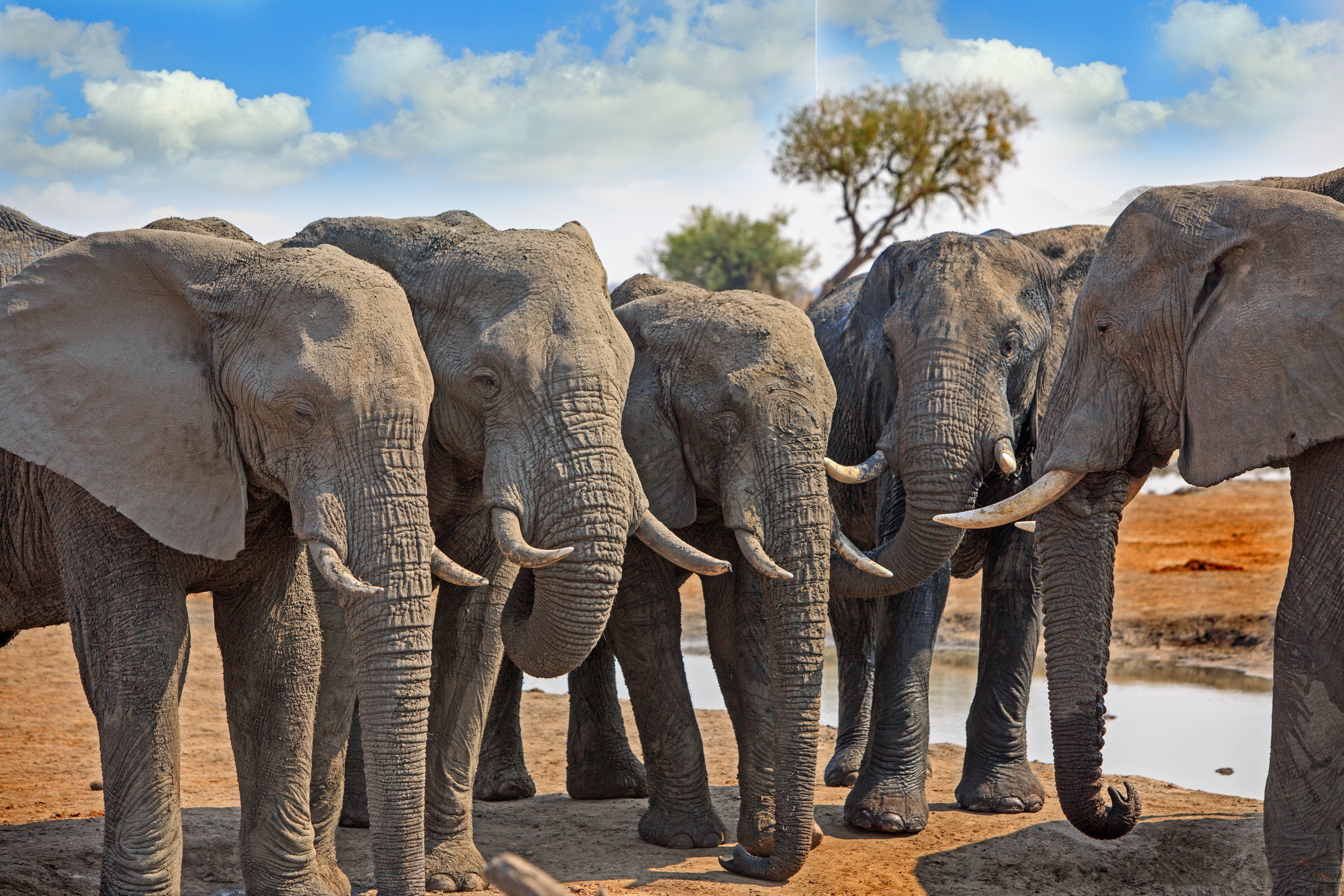 Luxury Zimbabwe Wildlife Safari