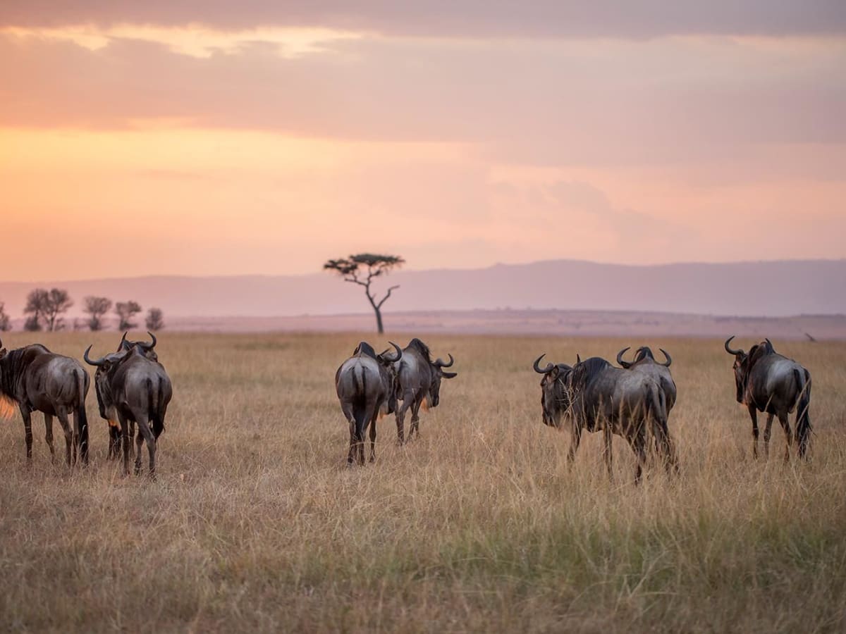 Serians Serengeti Lamai Camp