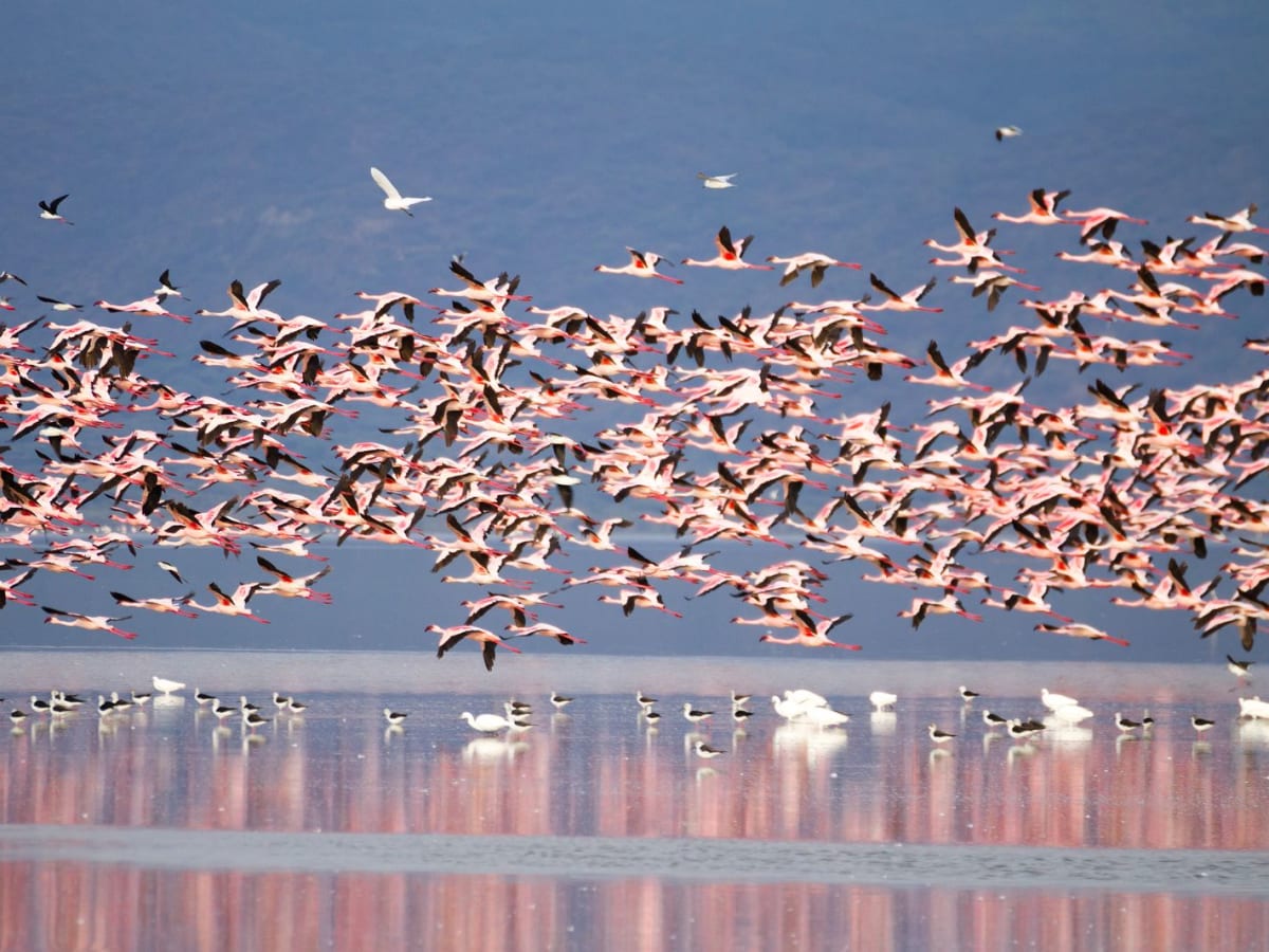 Manyara National Park