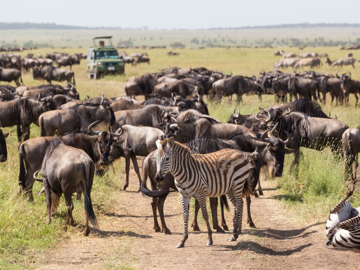 Game Drives in the Masai Mara