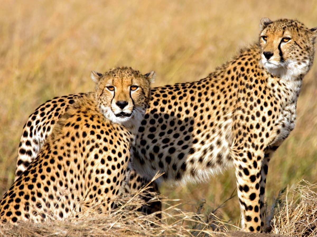 Game Drives in the Masai Mara