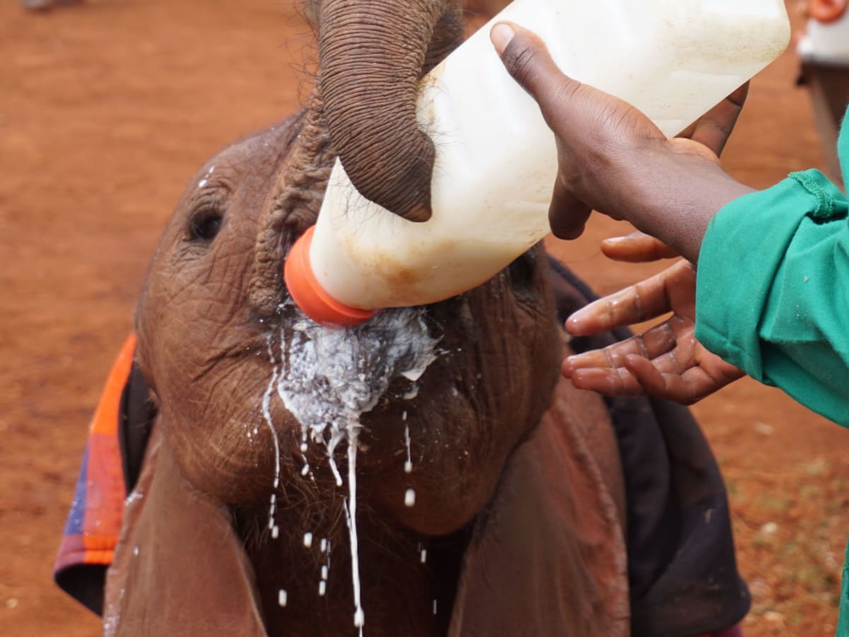Daphne Sheldrick Animal Orphanage