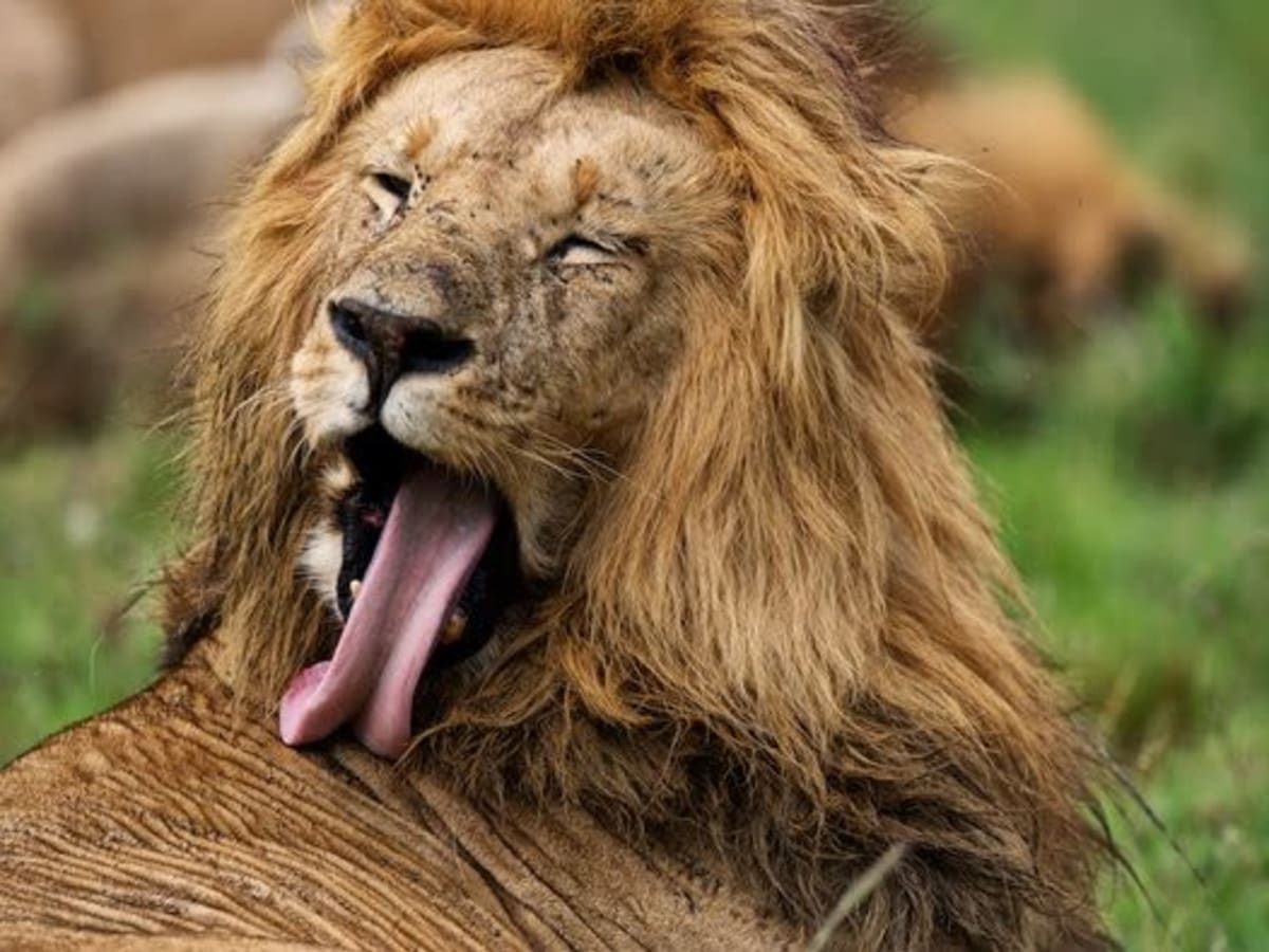 Introducing the Maasai Mara